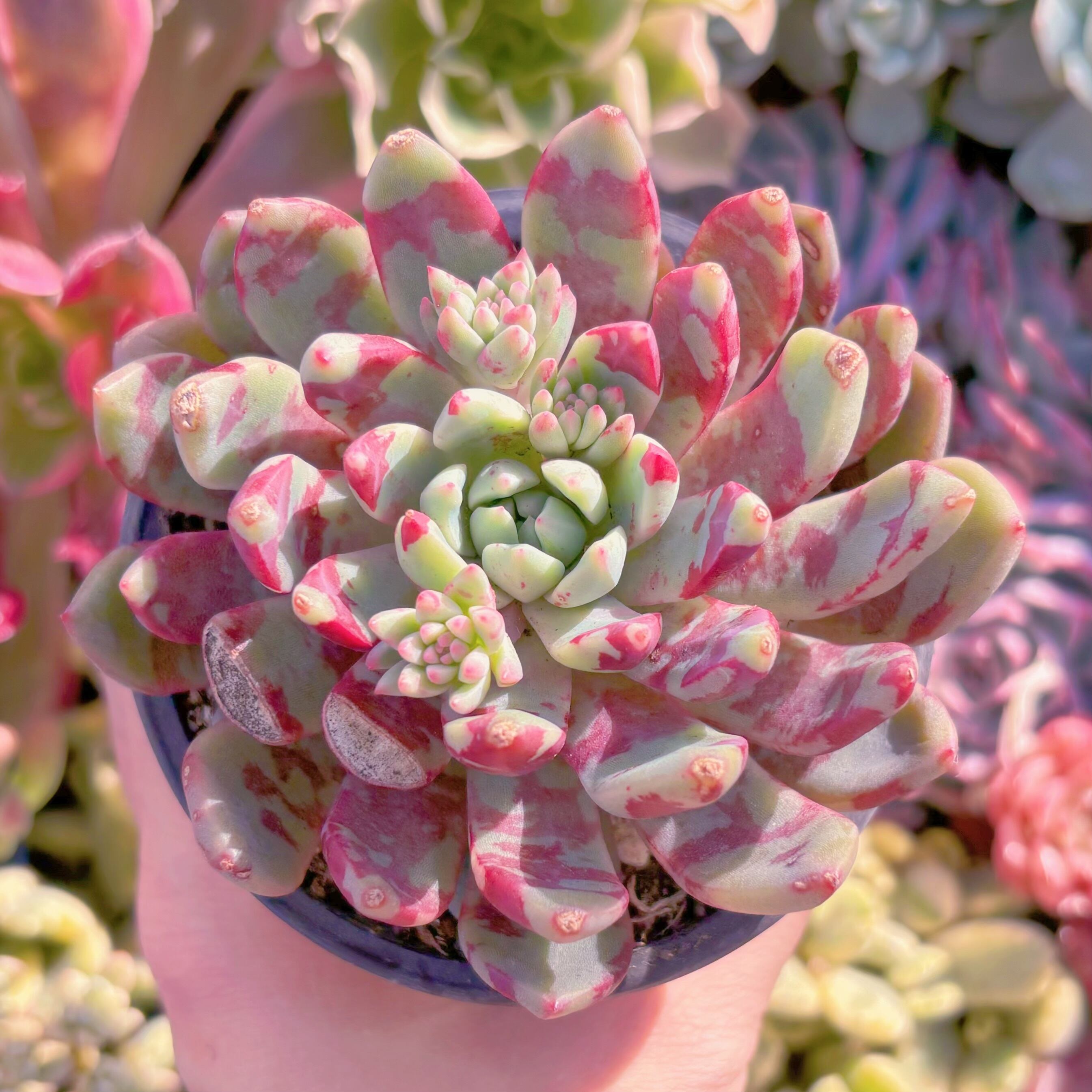 現品　ブラッドスワロー訳あり#687　るる農園