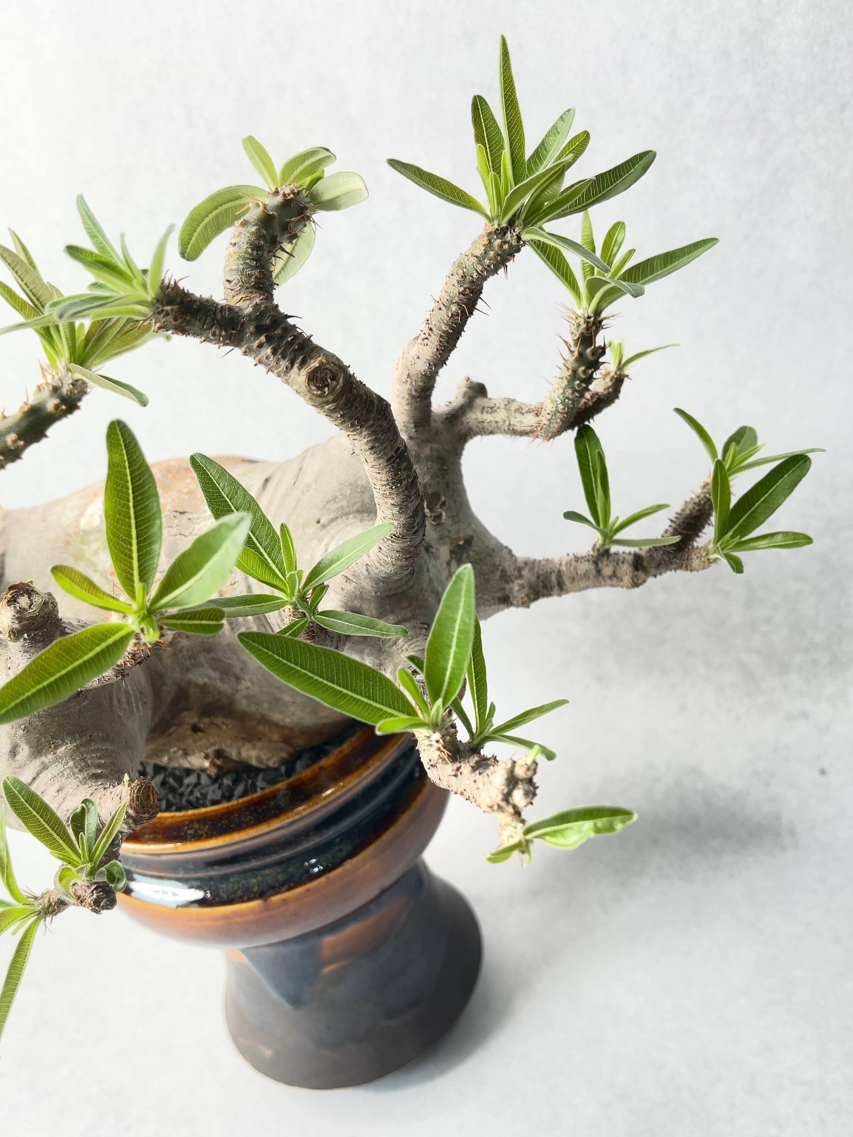 パキポディウム・グラキリス | trigger