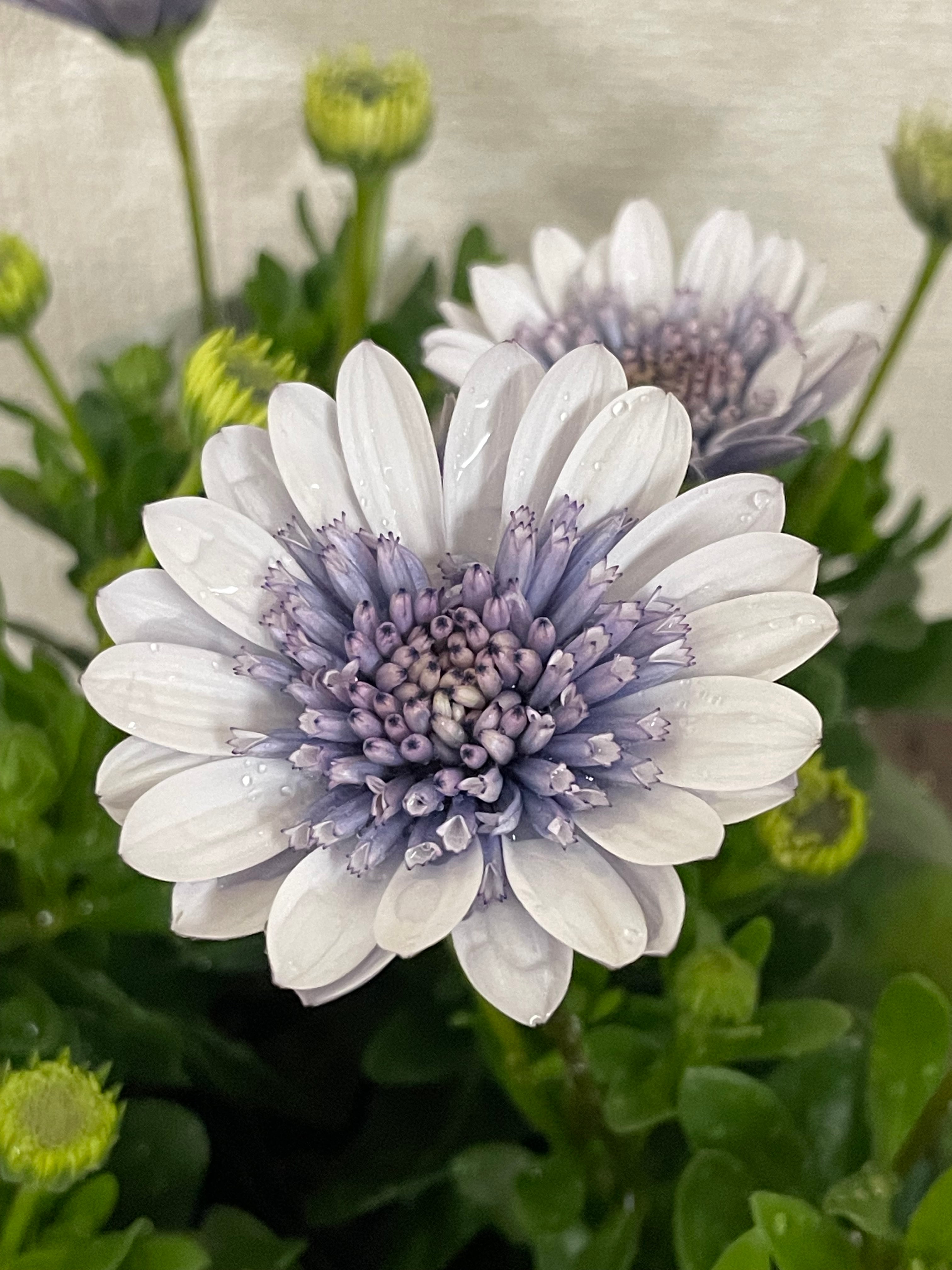 〈花苗〉ダブルオステオスペルマム シルバーナイト