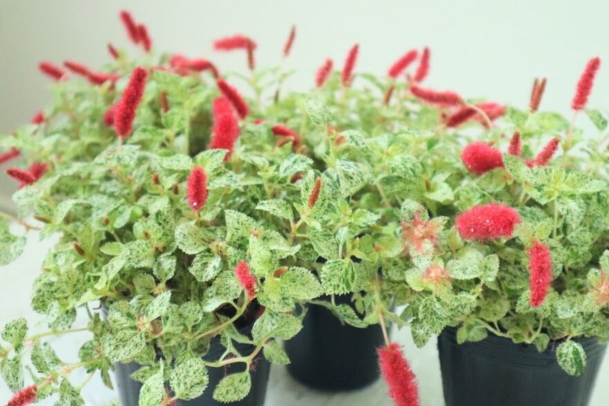 厳しく *春のぽかぽかcolorの寄せ植え キャットテール オステオスペルマム