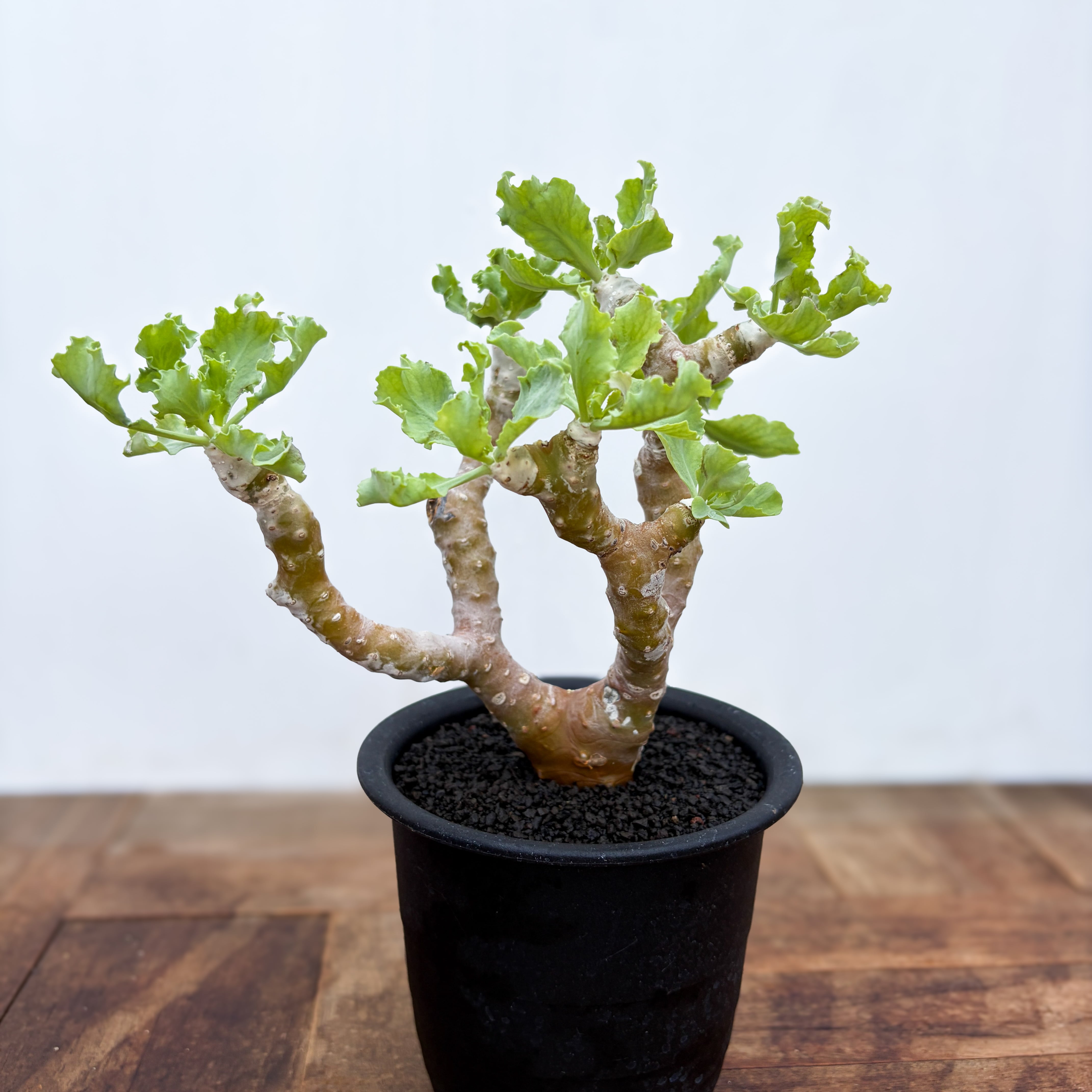 Monsonia peniculina 【モンソニア・ペニクリナム・実生】 | RIMO'S
