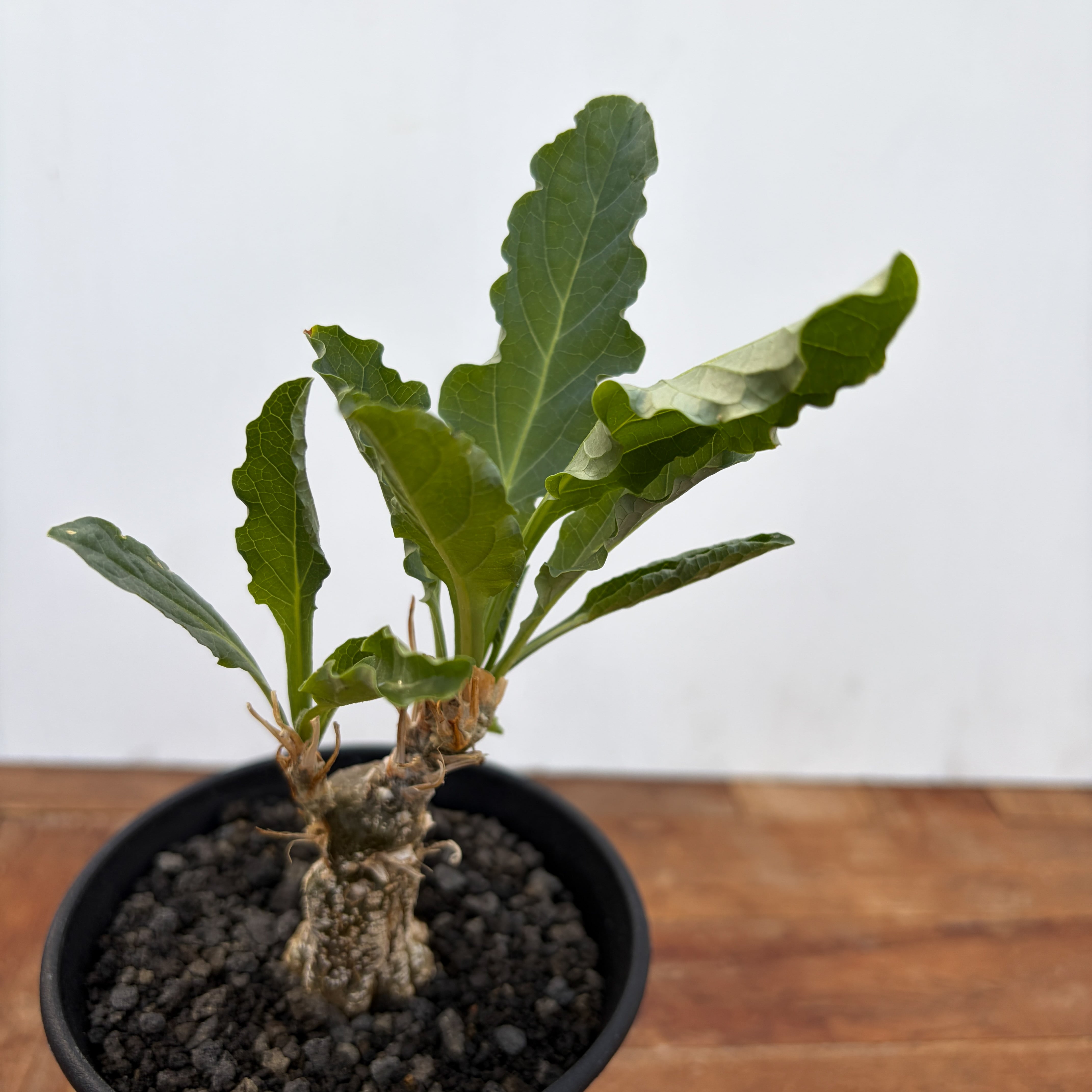 Cephalopentandra ecirrhosa【ケファロペンタンドラ・エキローサ