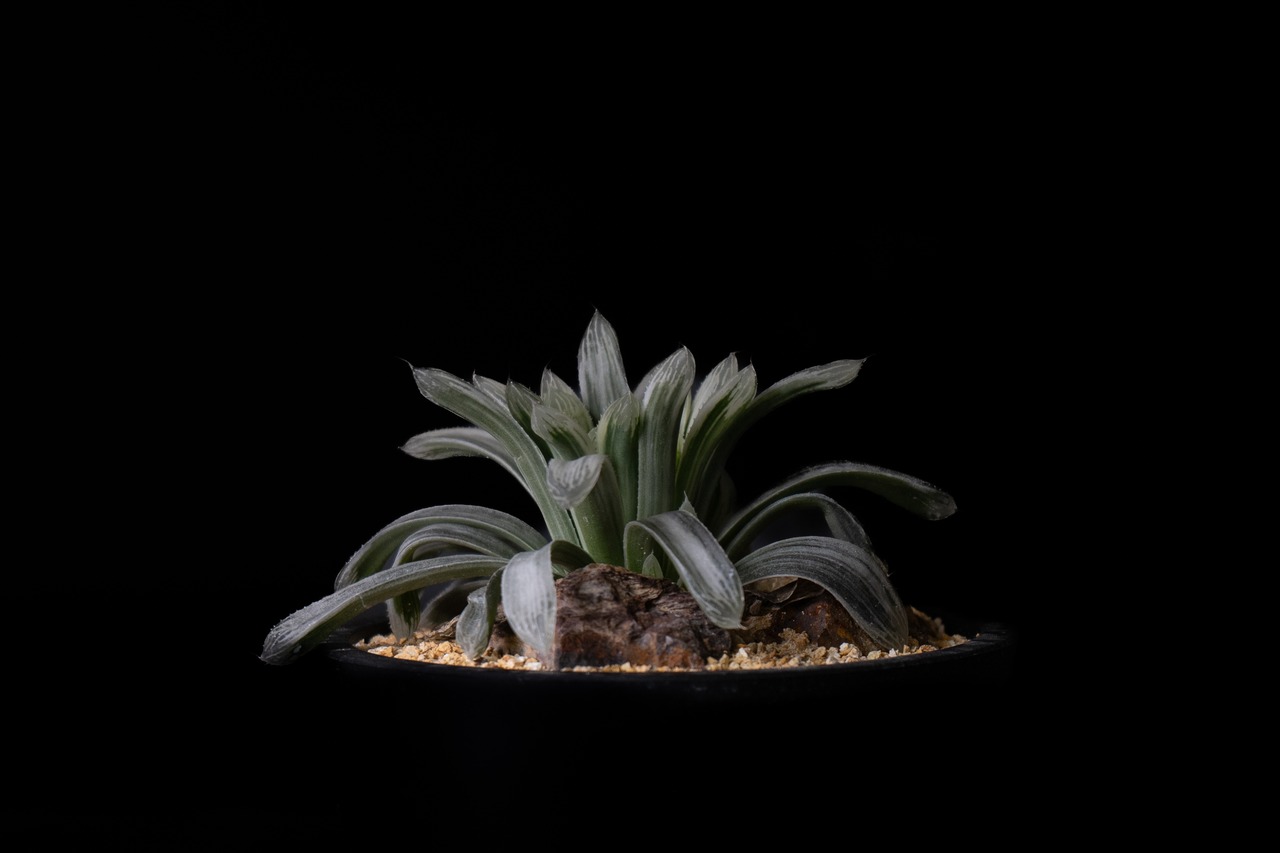 Haworthia 'Kujaku nishiki'