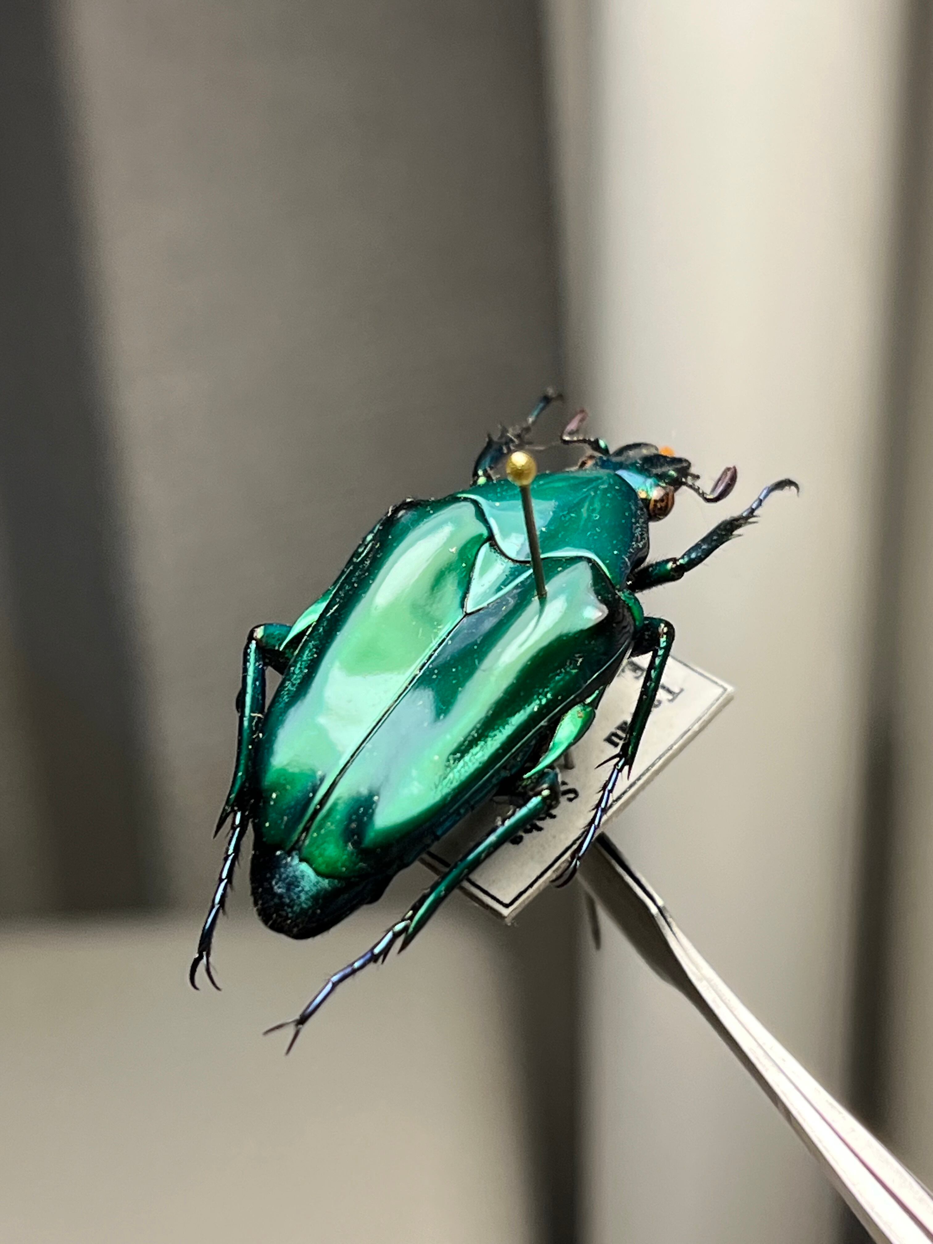 【19mm】Pelidnotaプラチナコガネ コガネムシ ハムシ コブハムシ標本 19mm】Pelidnotaプラチナコガネ コガネムシ ハムシ コブハムシ標本