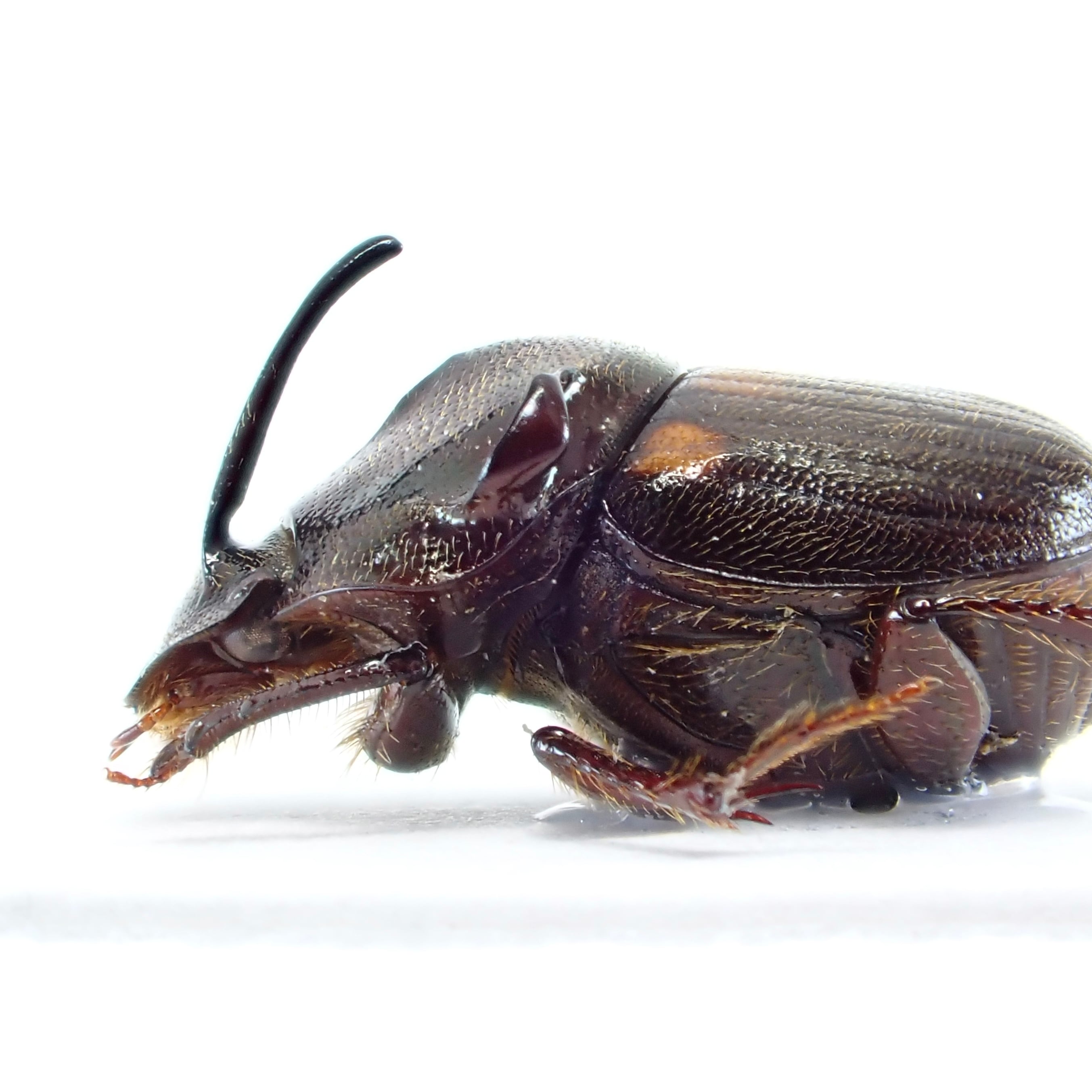 ベトナム産 Paraphanaeomorphus phanaeiformis ♂ 8mm | 昆虫標本