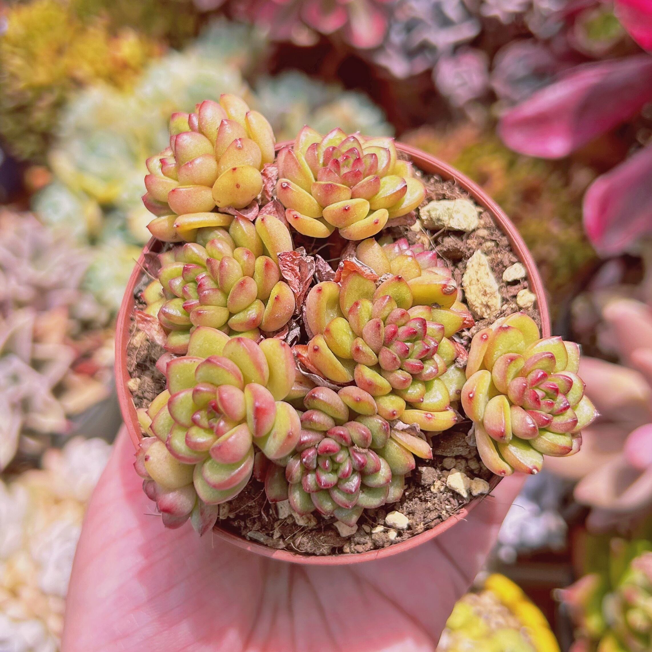 #606現物　多肉植物　 Adam