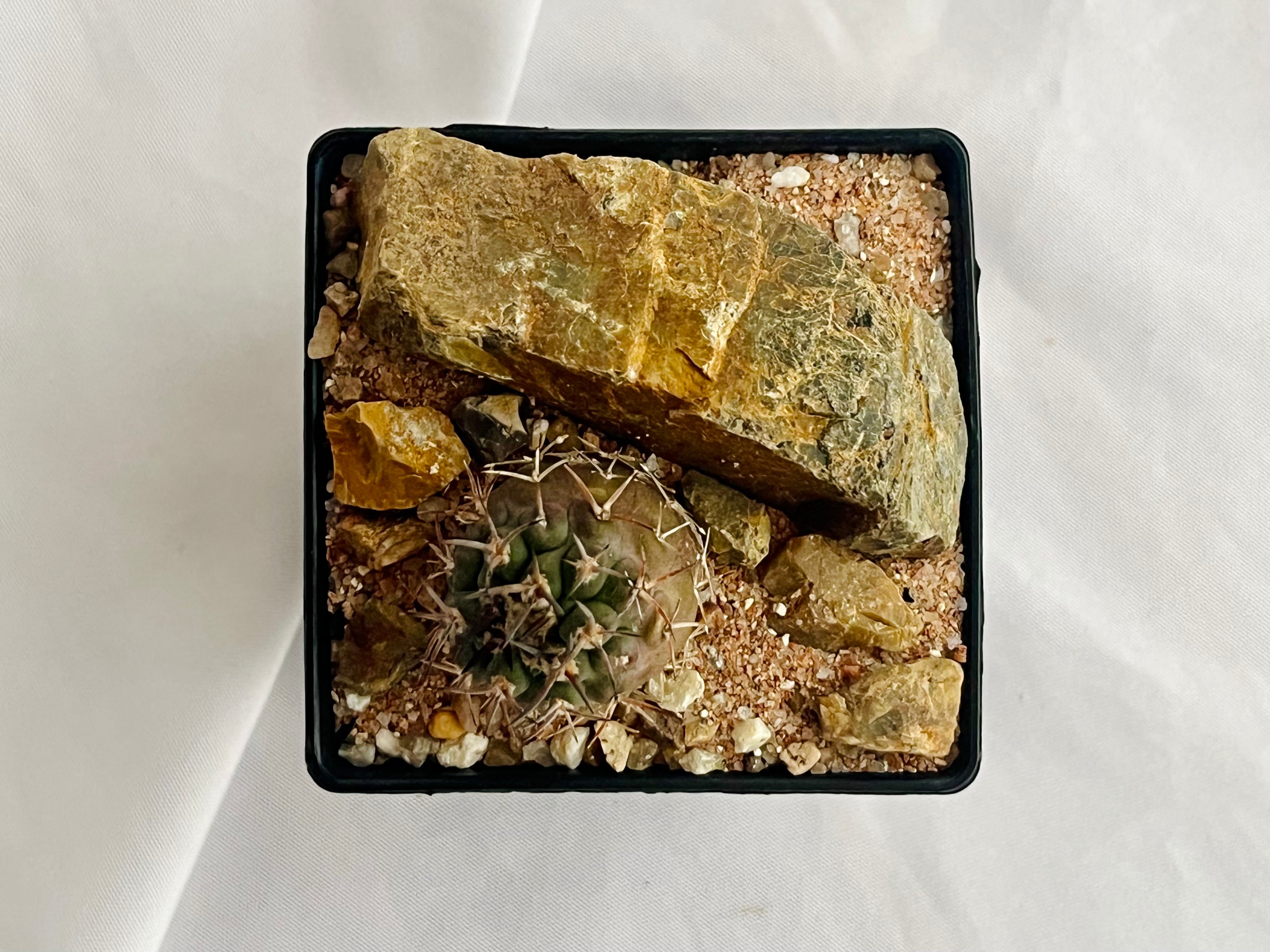 Eriosyce bulbocalyx エリオシケ ブルボカリックス サボテン | plants