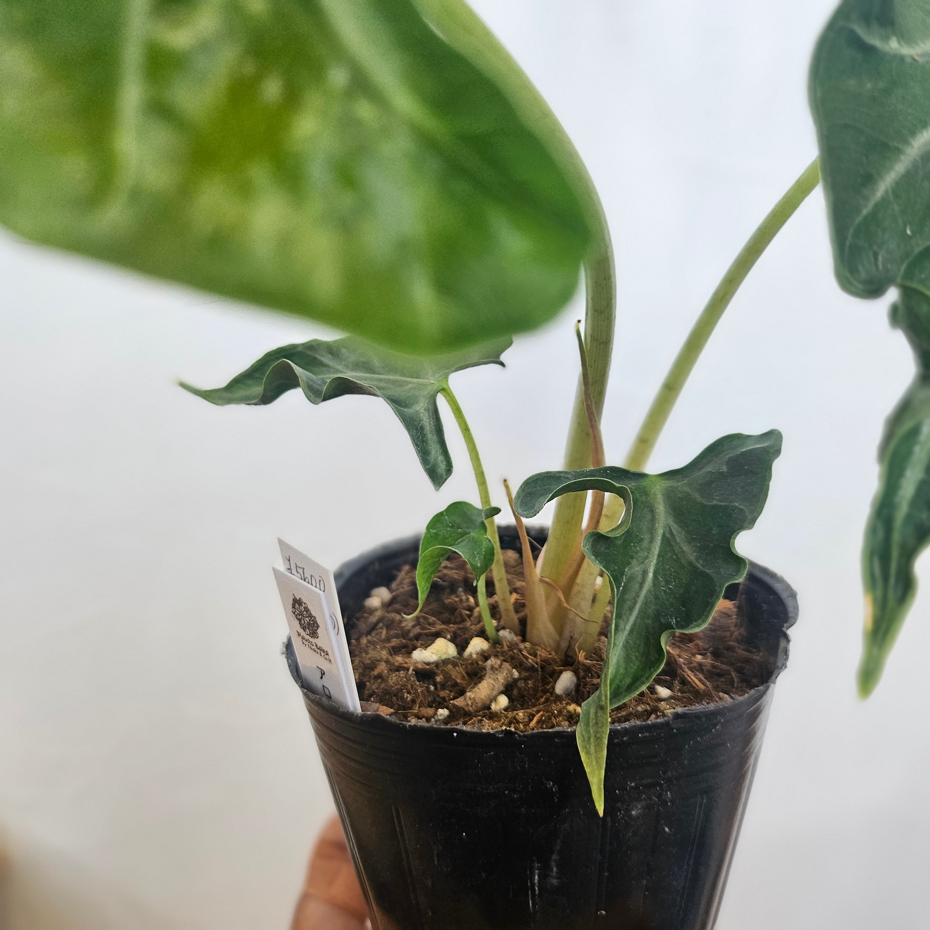 Alocasia Loco アロカシア・ロコ アロカシア・ロコ Alocasia 'Loco' | Plants Baka