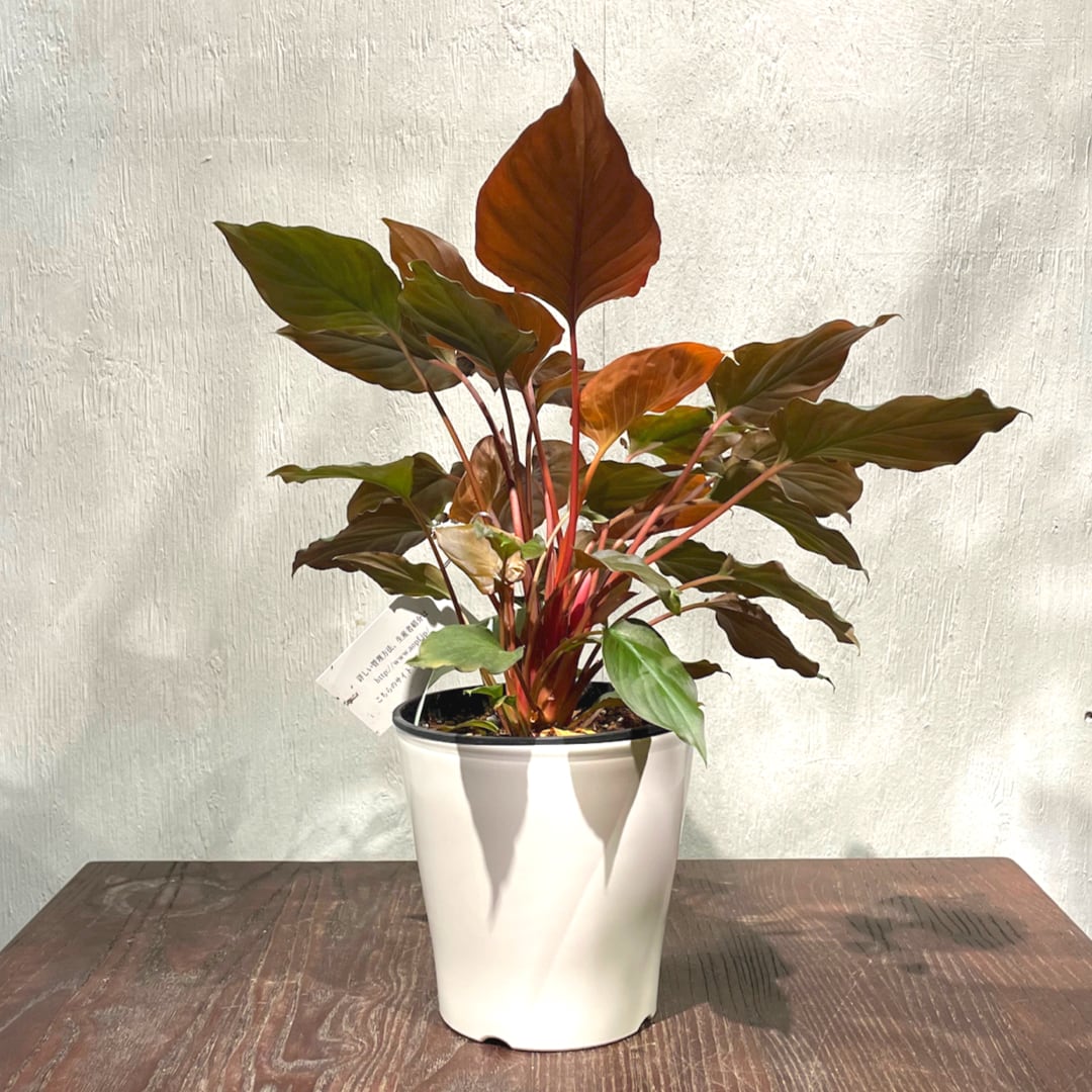 ホマロメナ ルべスケンス フレイミングレッド 観葉植物 ホマロメナ:フレイミングレッド 5号