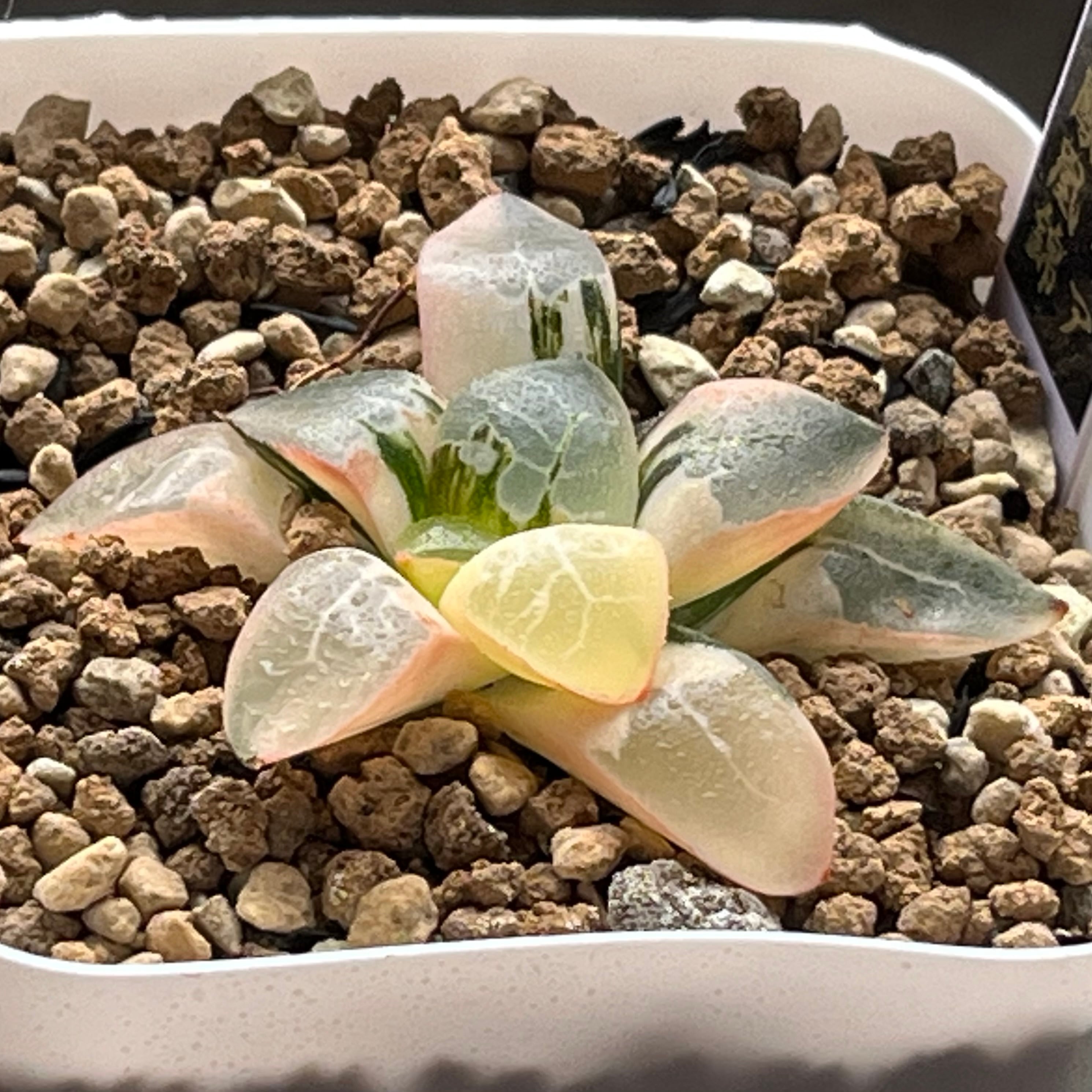 錦 | mocono_plants