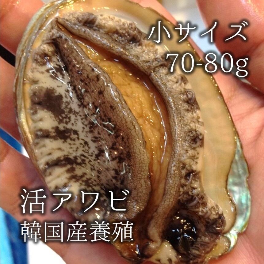 高級活アワビ 70-80g 5個 海鮮 バーベキュー 韓国産 中サイズ 豊洲直送 あわび 海鮮 BBQ【アワビ70-80gx5個】冷蔵