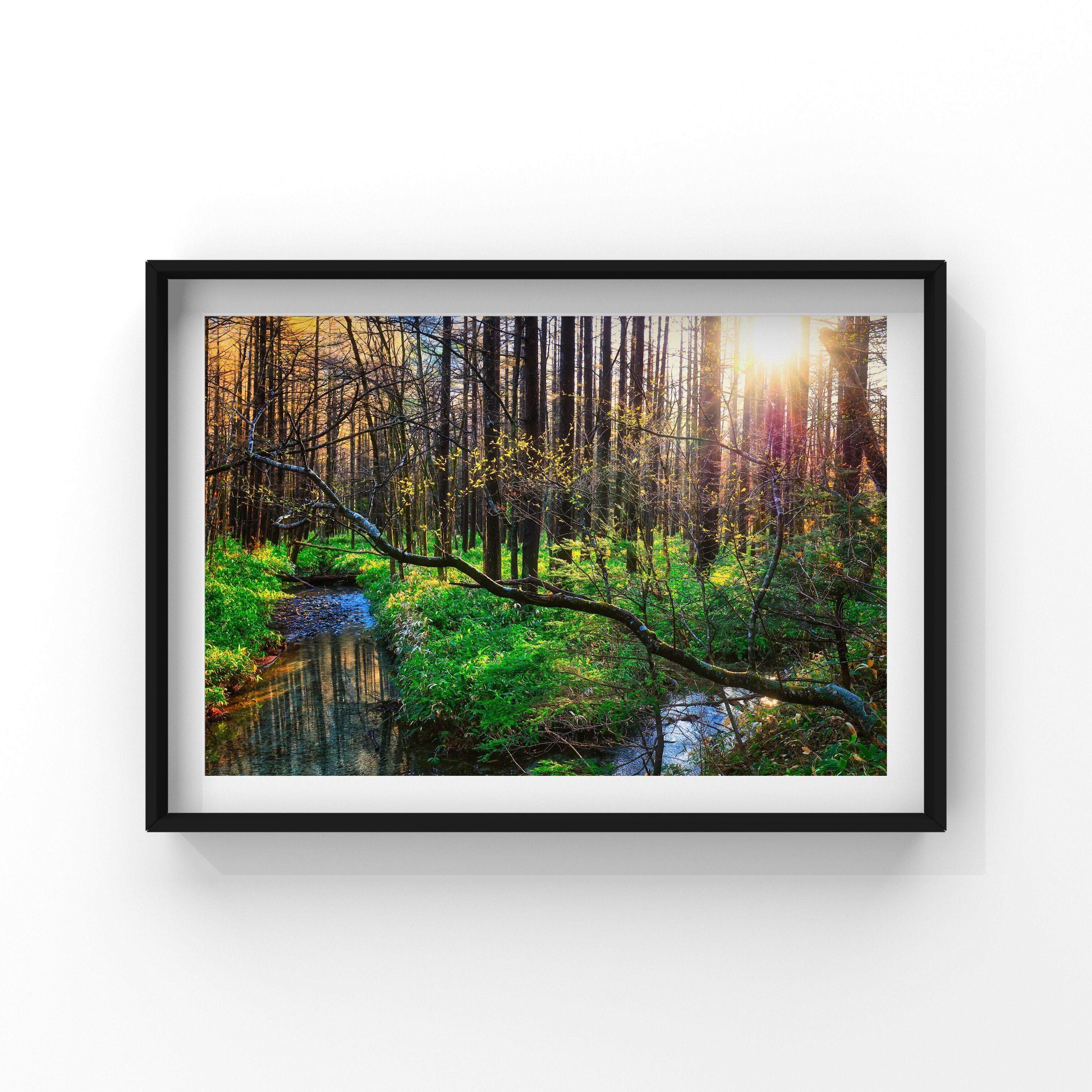 煌めきの森 | Taka Mountain Gallery