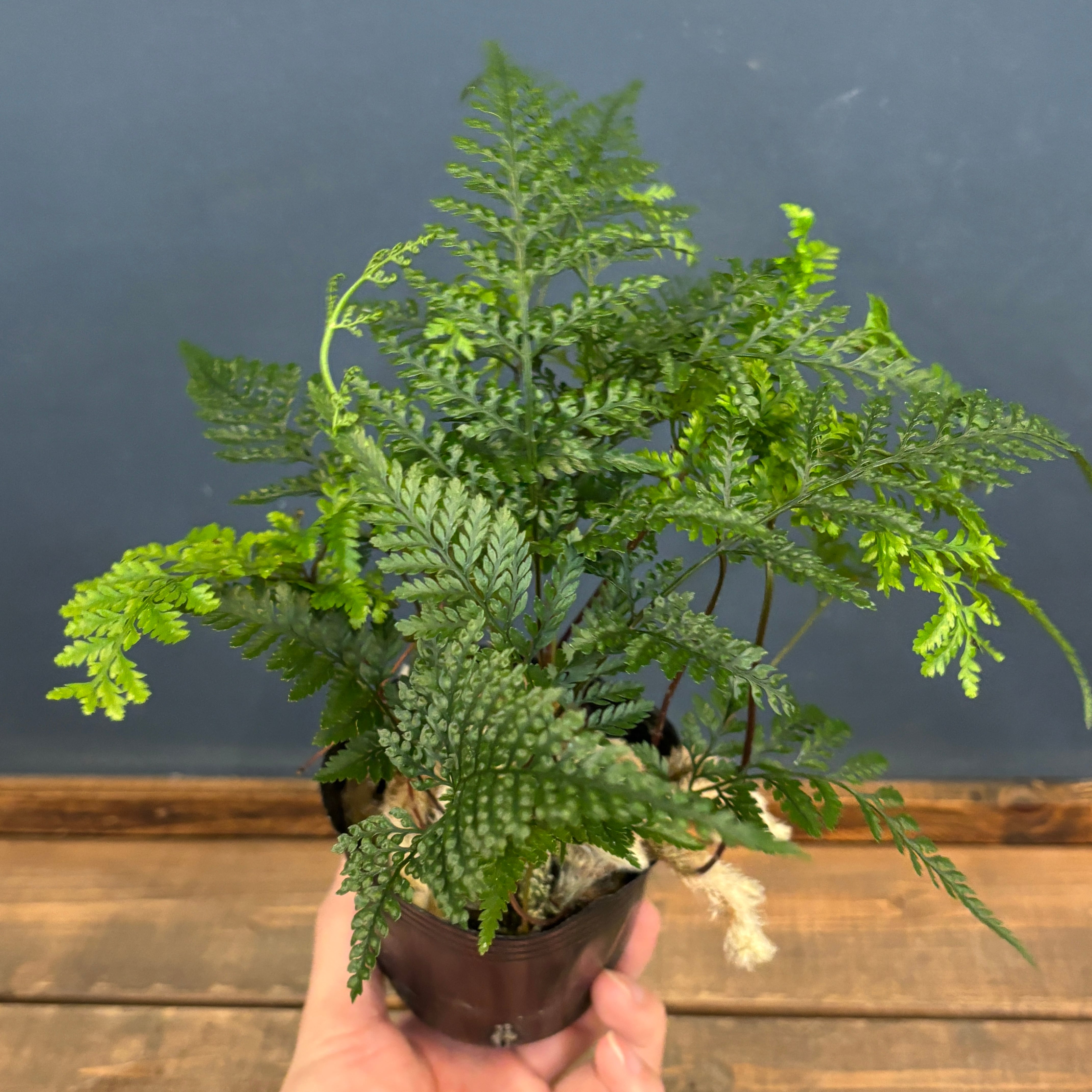 トキワシノブ【514】 | PROTOLEAF プロトリーフ