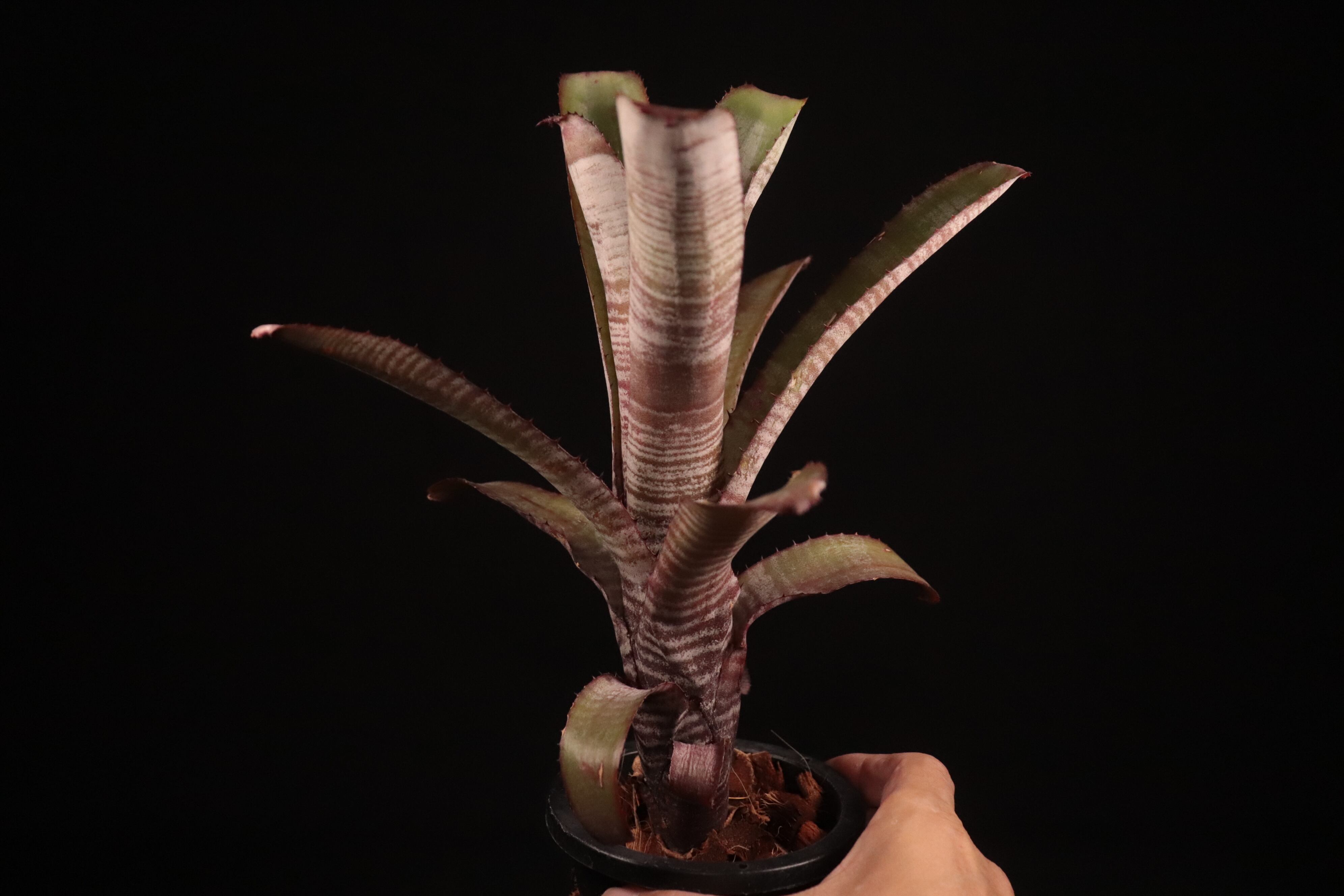 送料無料】Aechmea nudicaulis 'Cranberry Frost'〔エクメア〕現品発送