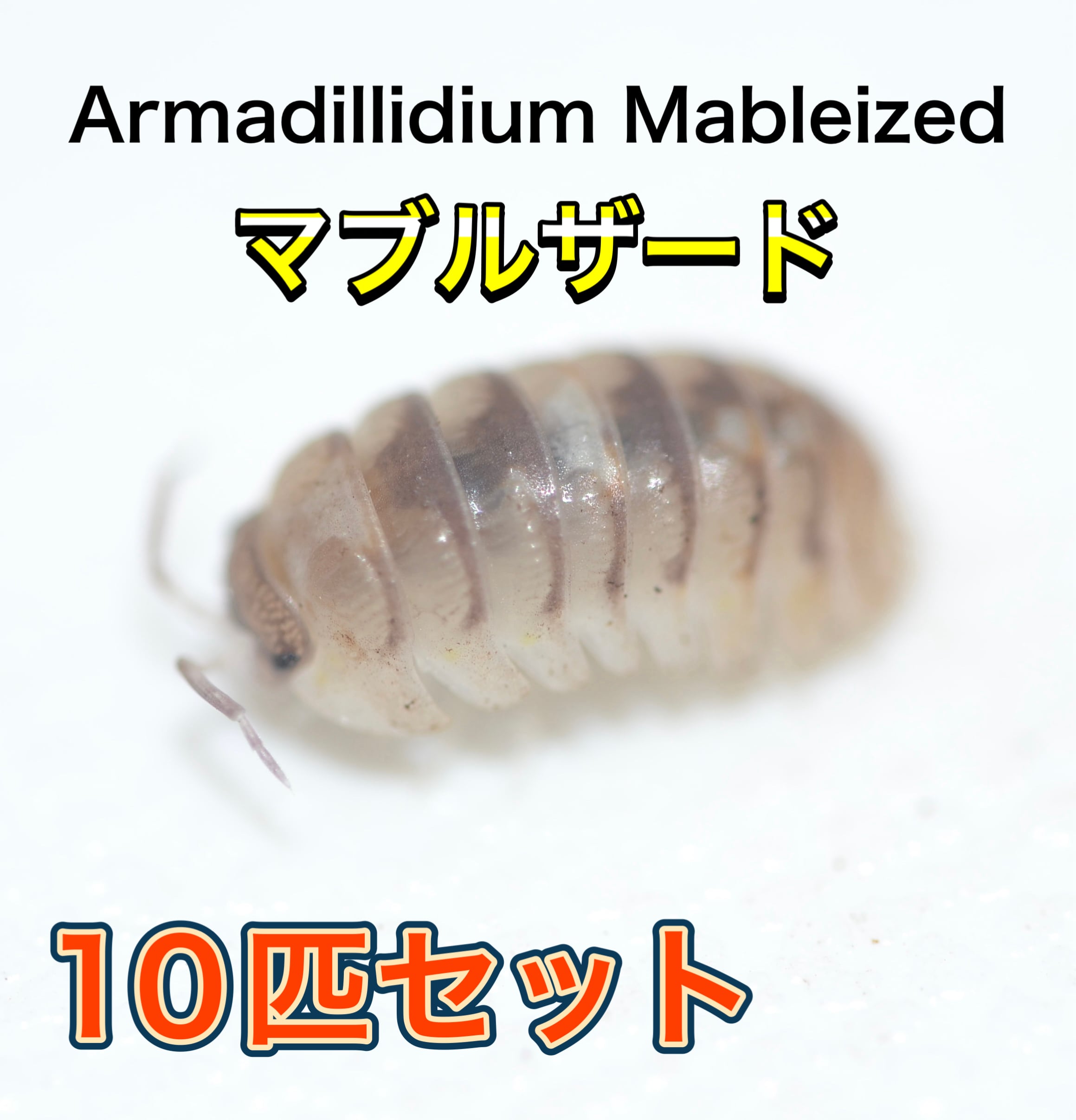 マブルザードダンゴムシ 10匹セット | 昆虫ショップ BUG FOREST