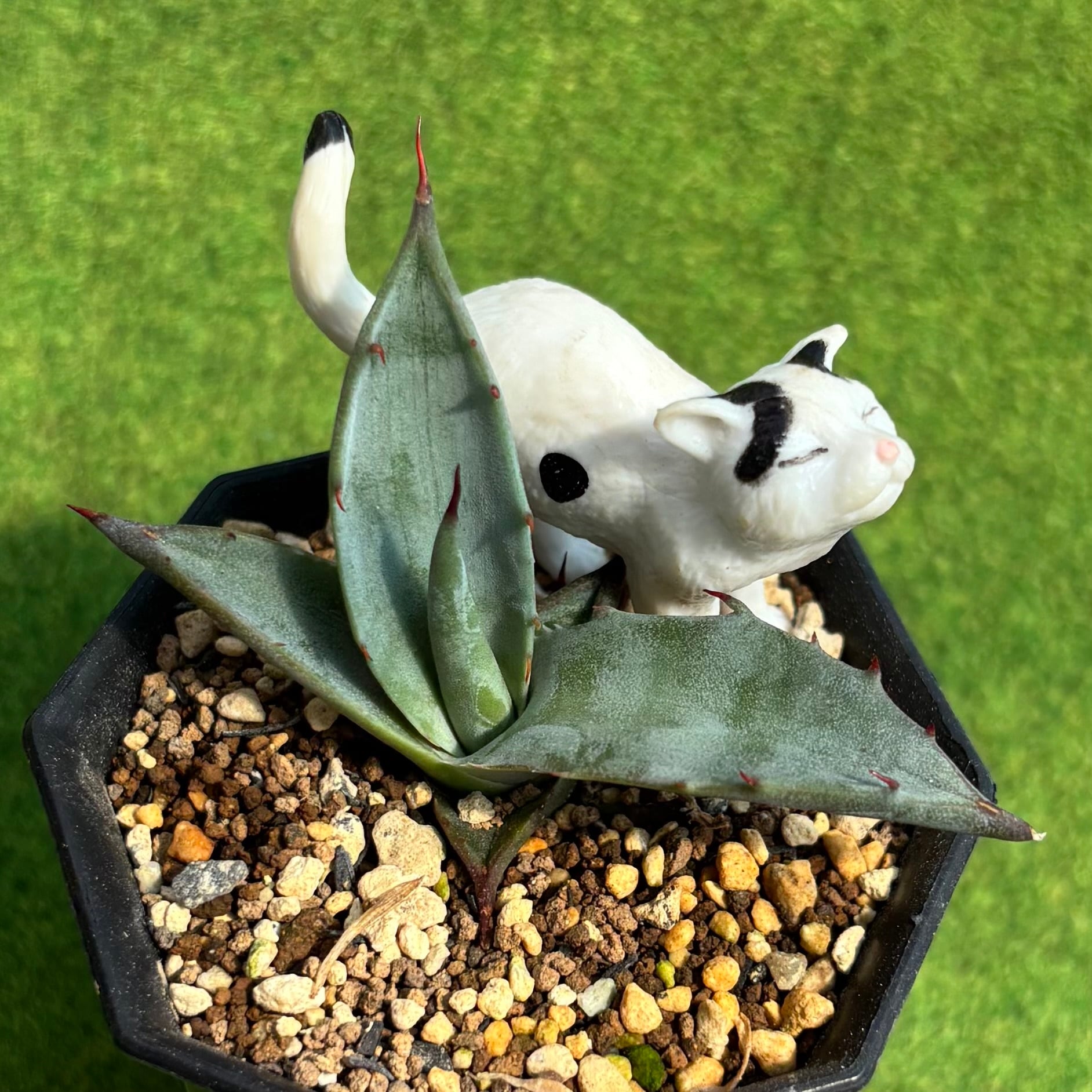 ピーチ姫（ブロンズ姫錦） | 多肉植物 豆彦商店