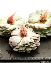 カット苗 ベゴニア Echeveria 'Begonia'