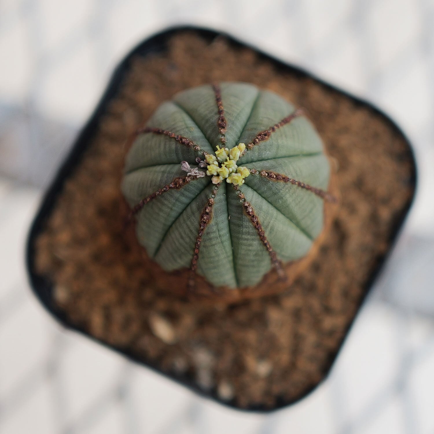 ユーフォルビア　オベサ　木質化　雌 メス株 美模様 木質化 扁平 オベサ / ユーフォルビア