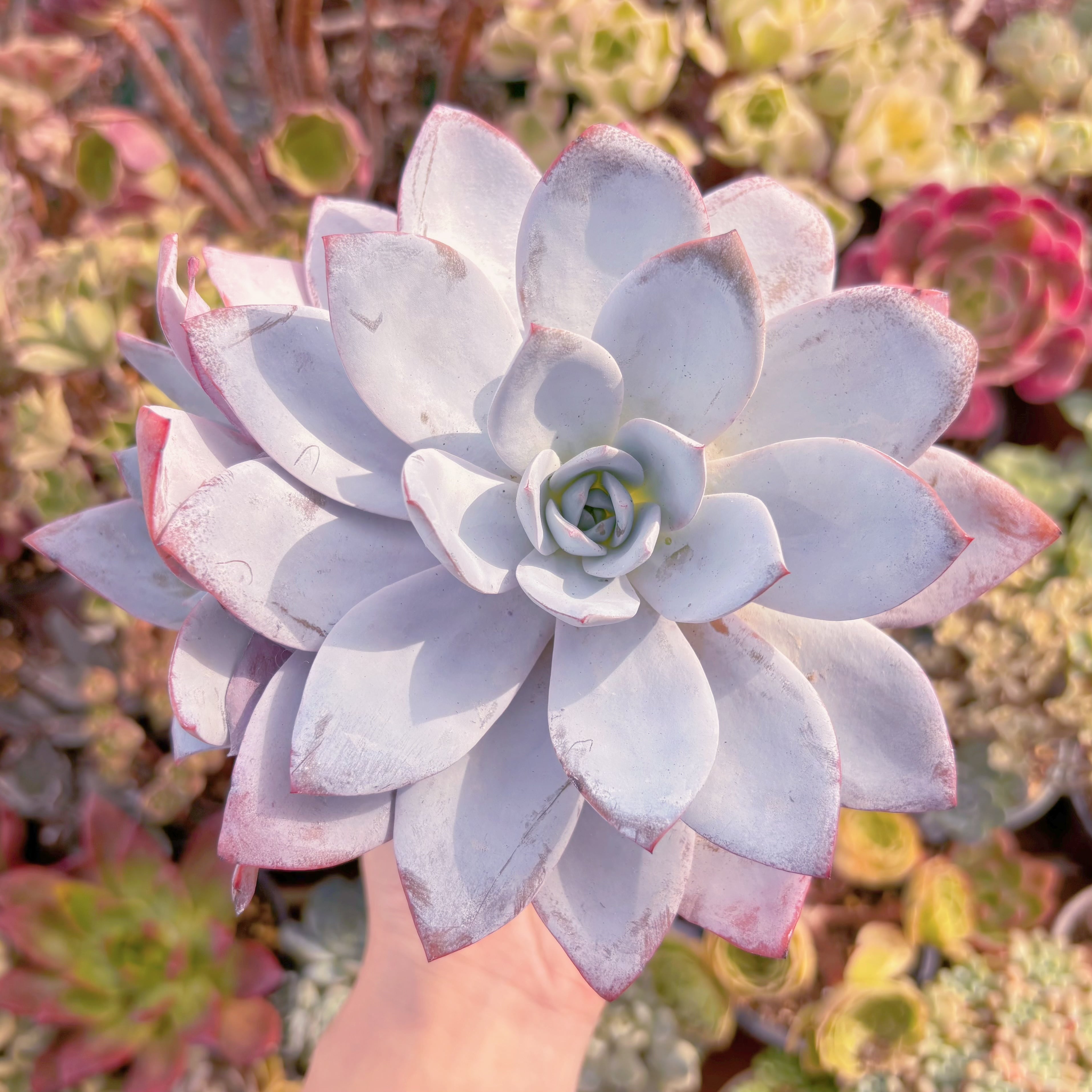 多肉植物　白莲　特大苗　新入荷　るる農園