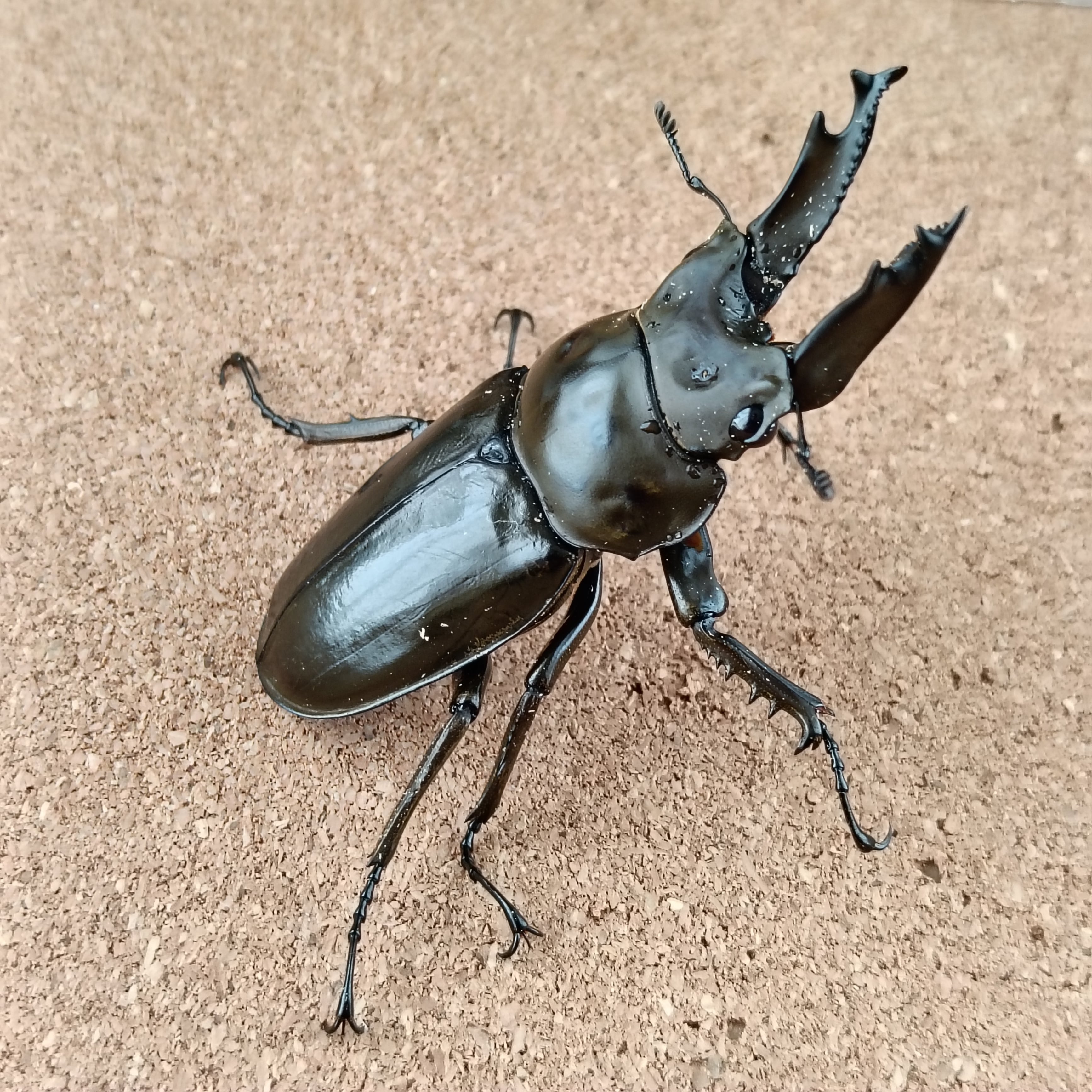 ババオウゴンオニクワガタ ♂ 64.0mm 販売中 | カブクワショップ横浜