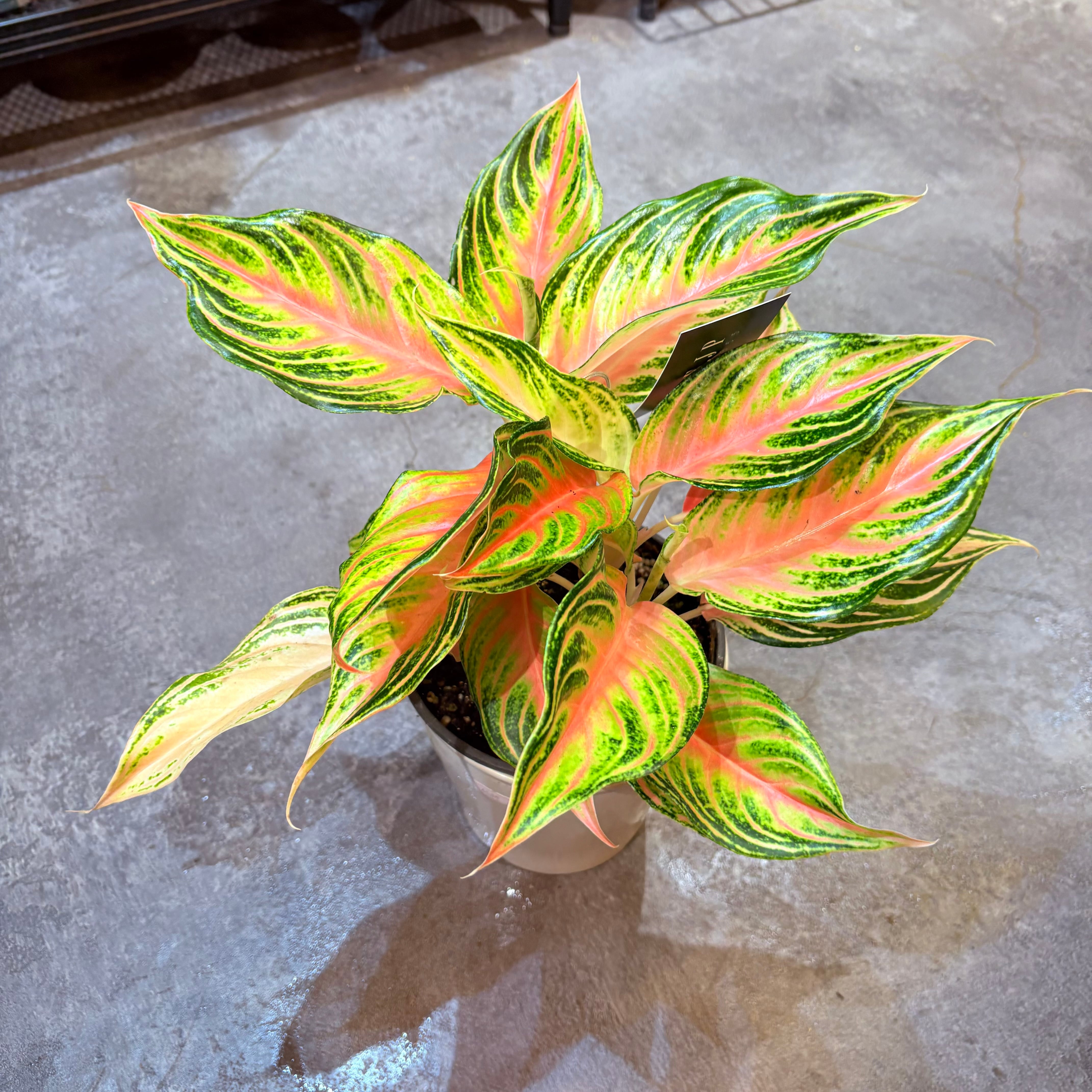 アグラオネマ SP 5号【荒木植物園さん】 | Green Vibes 宇都宮市の観葉