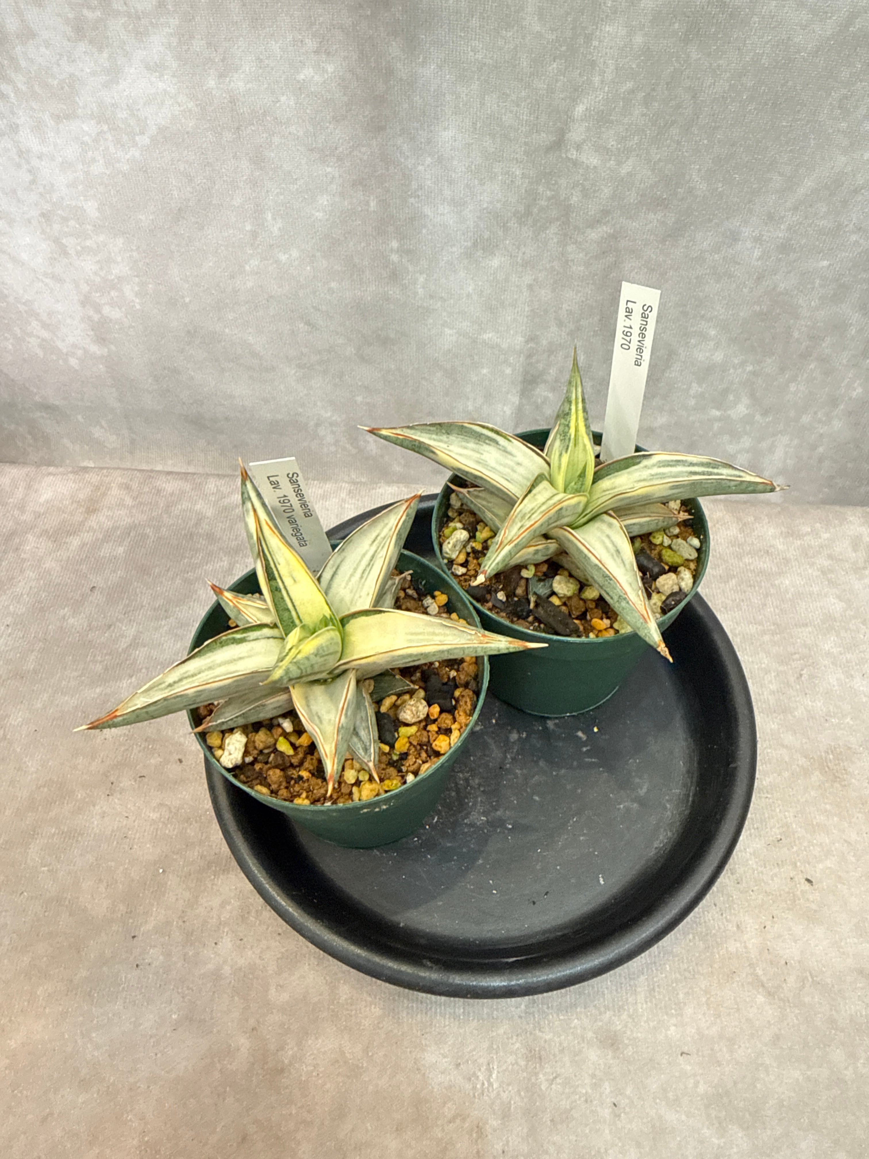 サンスベリア Lav. 1970 variegated / ラブラノス斑入り | Gardenえん