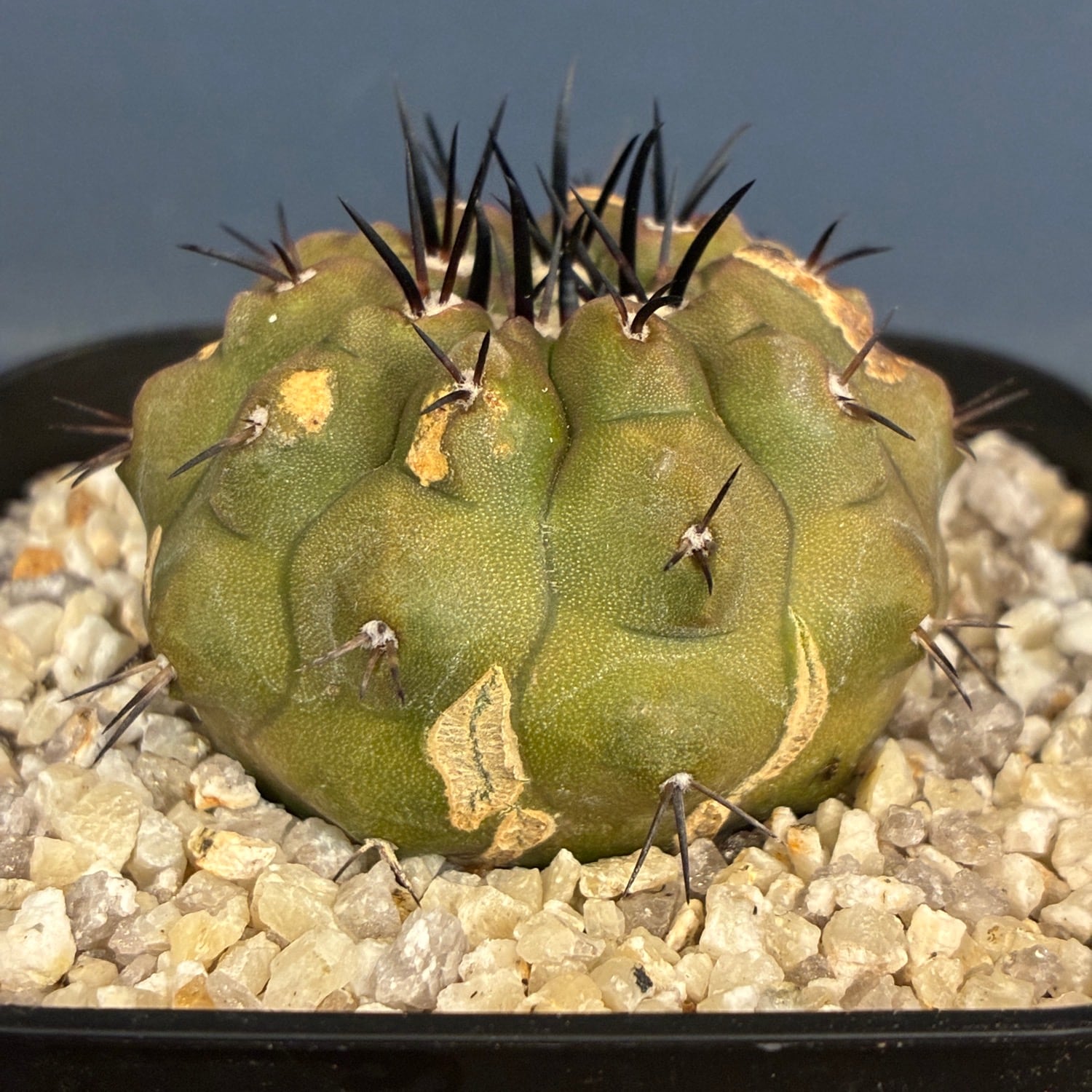 Copiapoa】サボテン コピアポア 黒王丸実生【840】 | PROTOLEAF プロト
