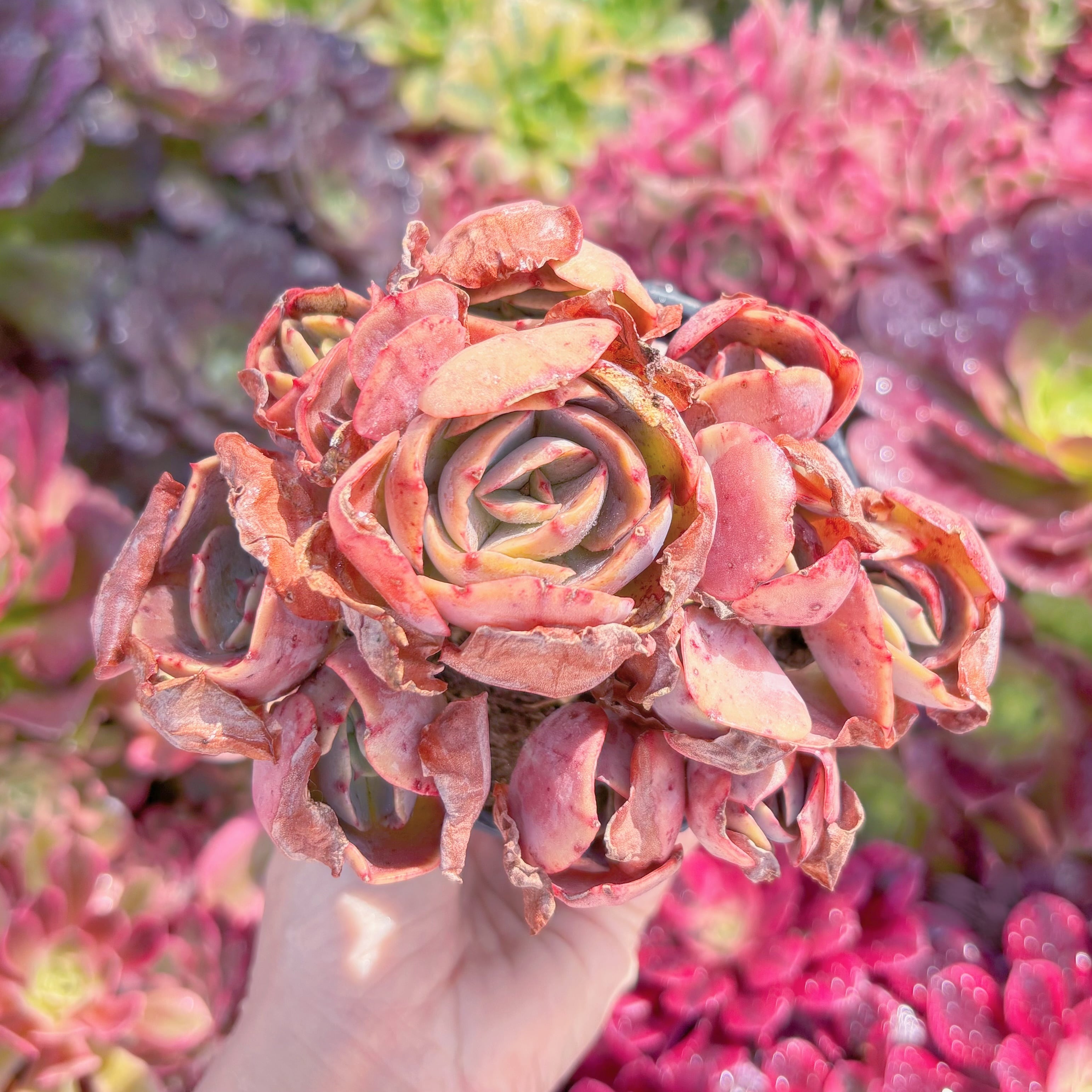 現品　大葉スヨン#F098　群生　るる農園