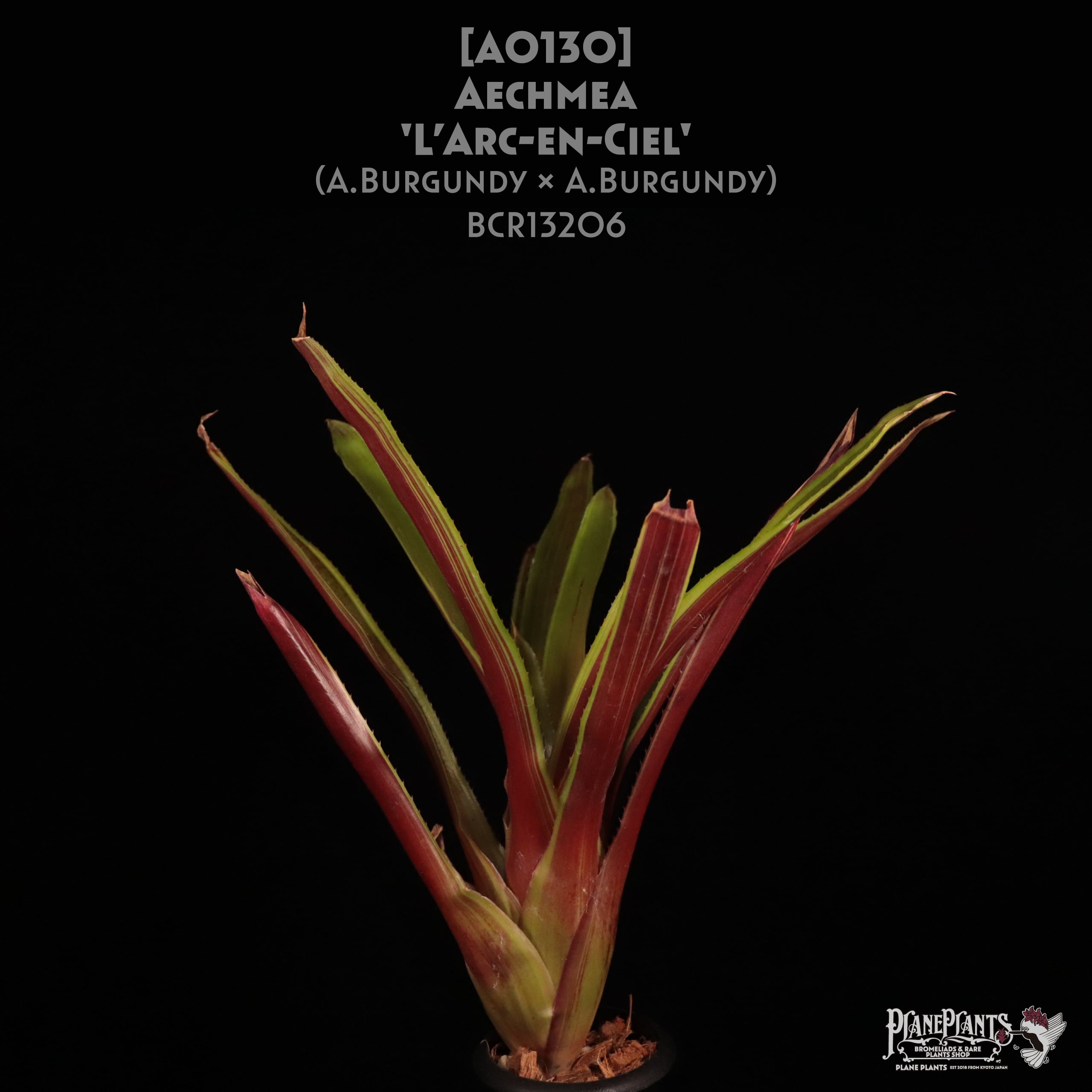 Aechmea Little Have Albo 超超特大