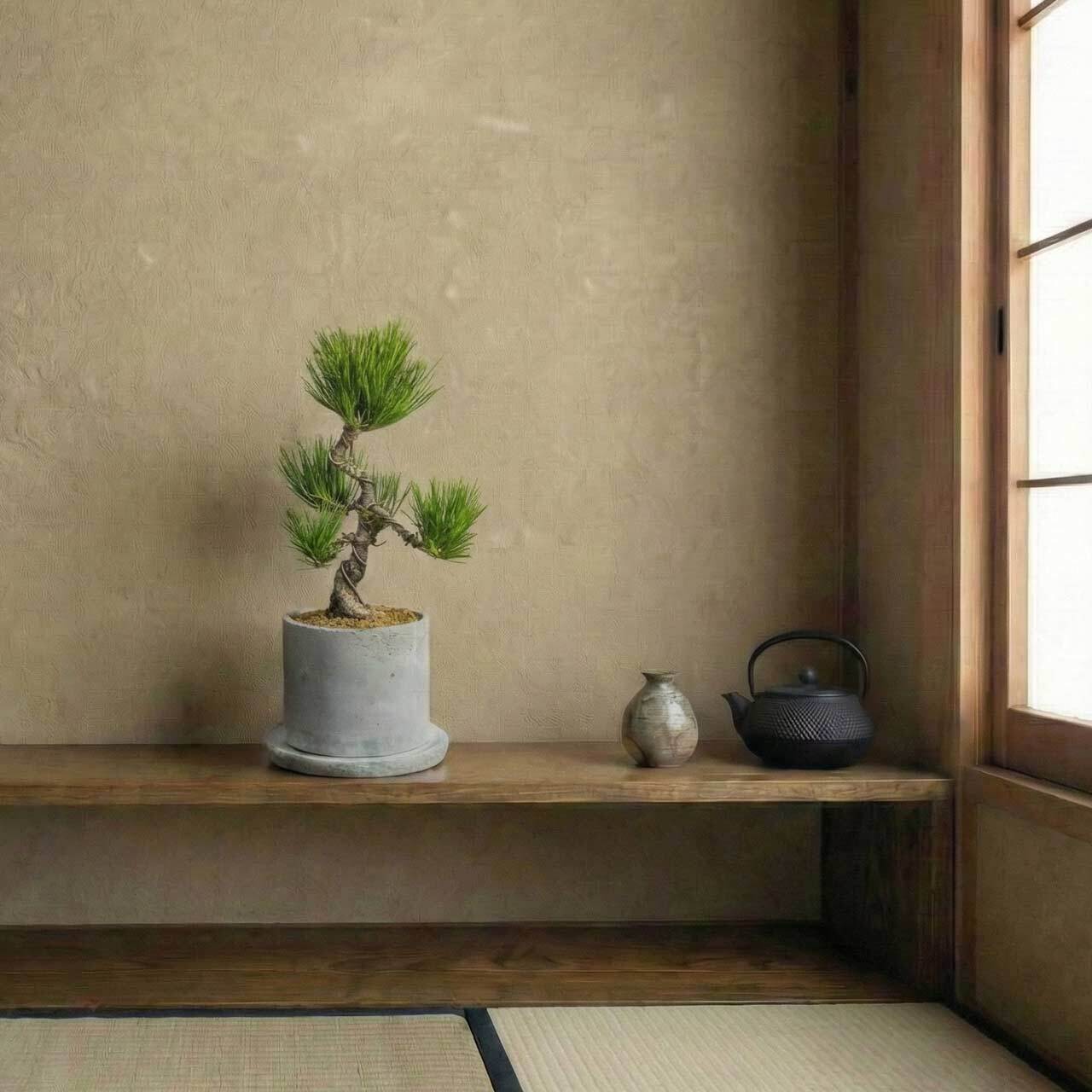 和モダン インテリア 盆栽 八ツ房黒松 モルタル鉢 セット 黒松 ミニ盆栽 卓上サイズ【虫発生抑制】