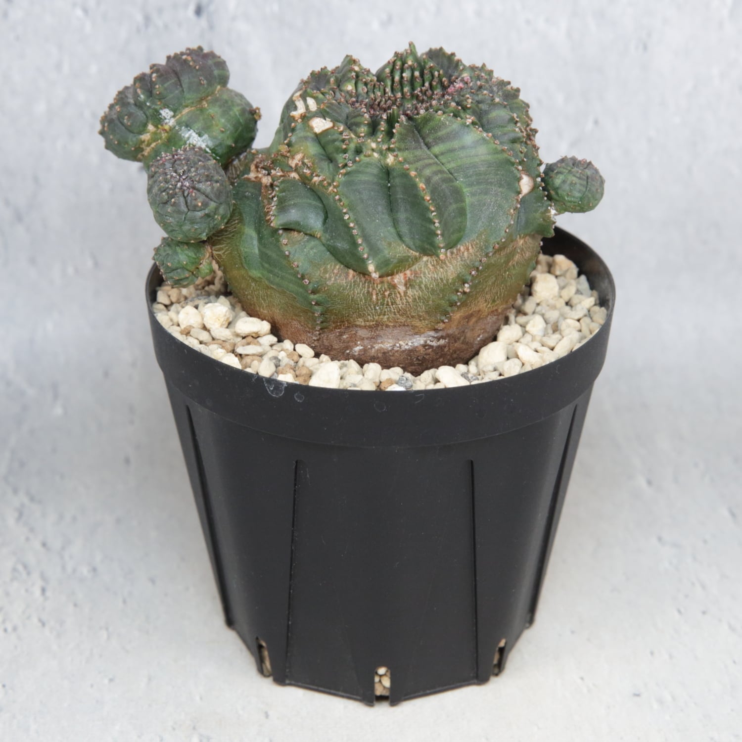 超厳選株】大株 最大幅約9.8cm 仔吹き 円扇綴化 オベサ