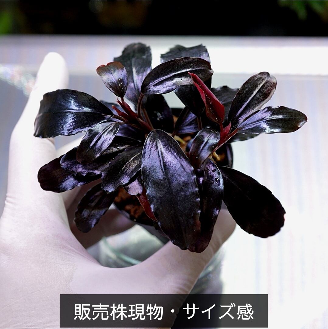 3本立親株】Bucephalandra sp.”Theia blue”【一点物】 | ブルー