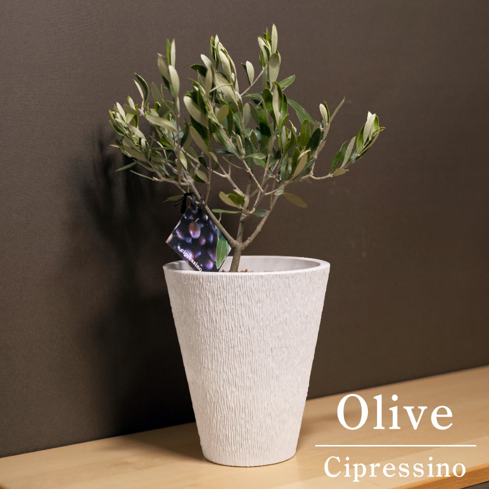 オリーブ　創樹　チプレシーノ　21 創樹 オリーブの木 SOUJU Cipressino チプレシーノ 5寸 ボタニー