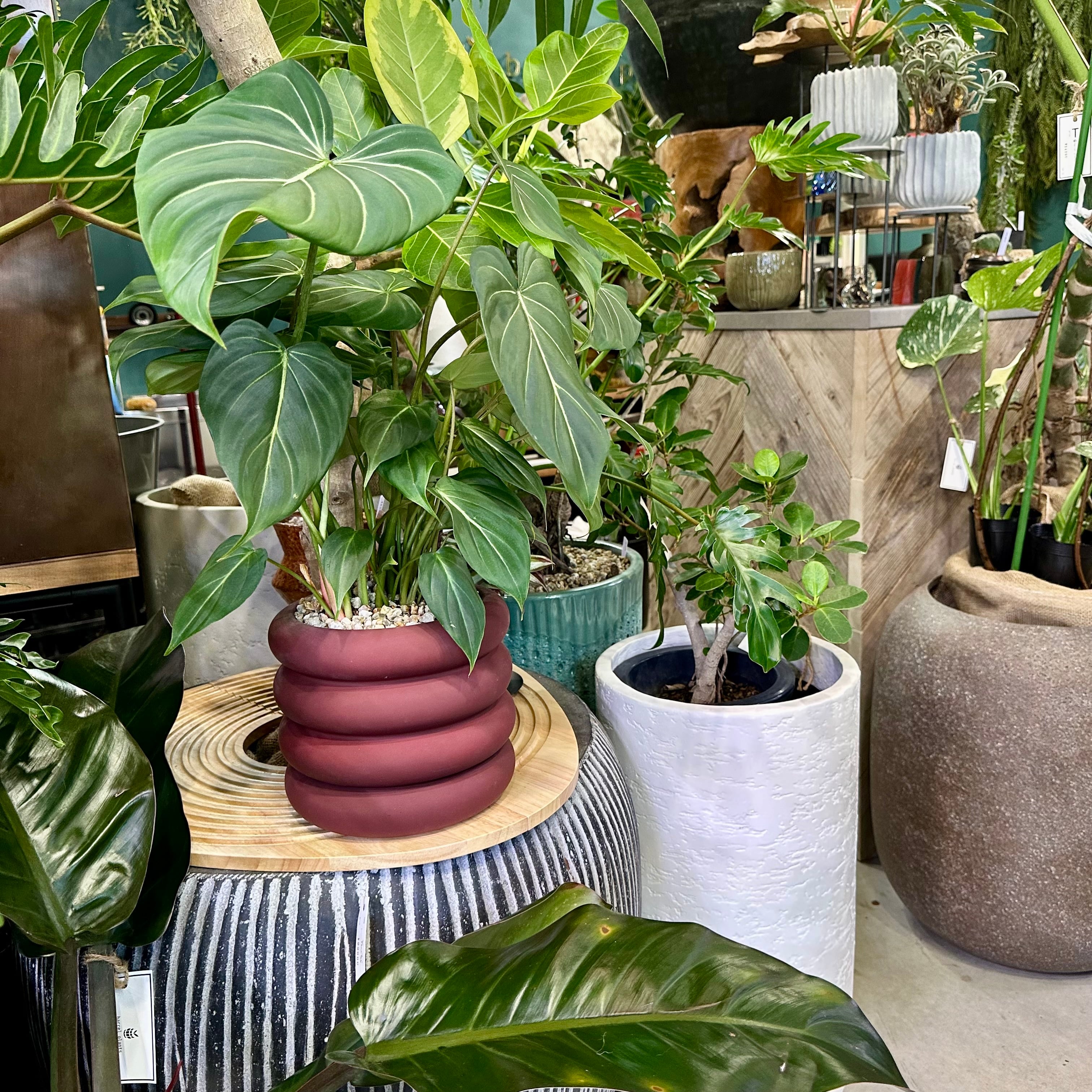 フィロデンドロン・グロリオサム | barrelplants_BONSAI