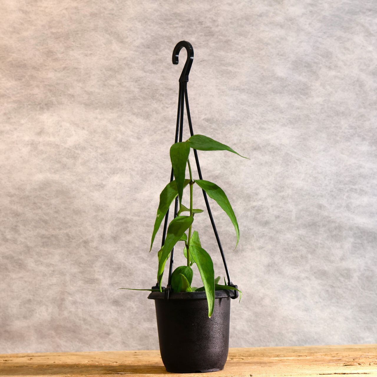 275『ホヤ パンデュラータ Hoya pandurata』｜観葉植物【送料無料