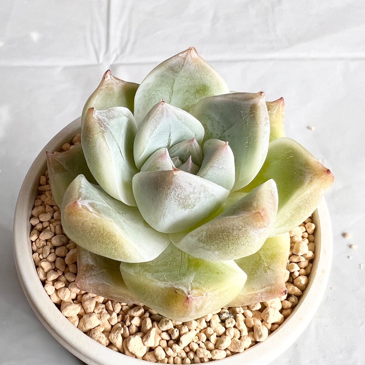 氷山／Echeveria ‘Iceberg' | 多肉屋365(旧ガーデン雑貨ZONO)