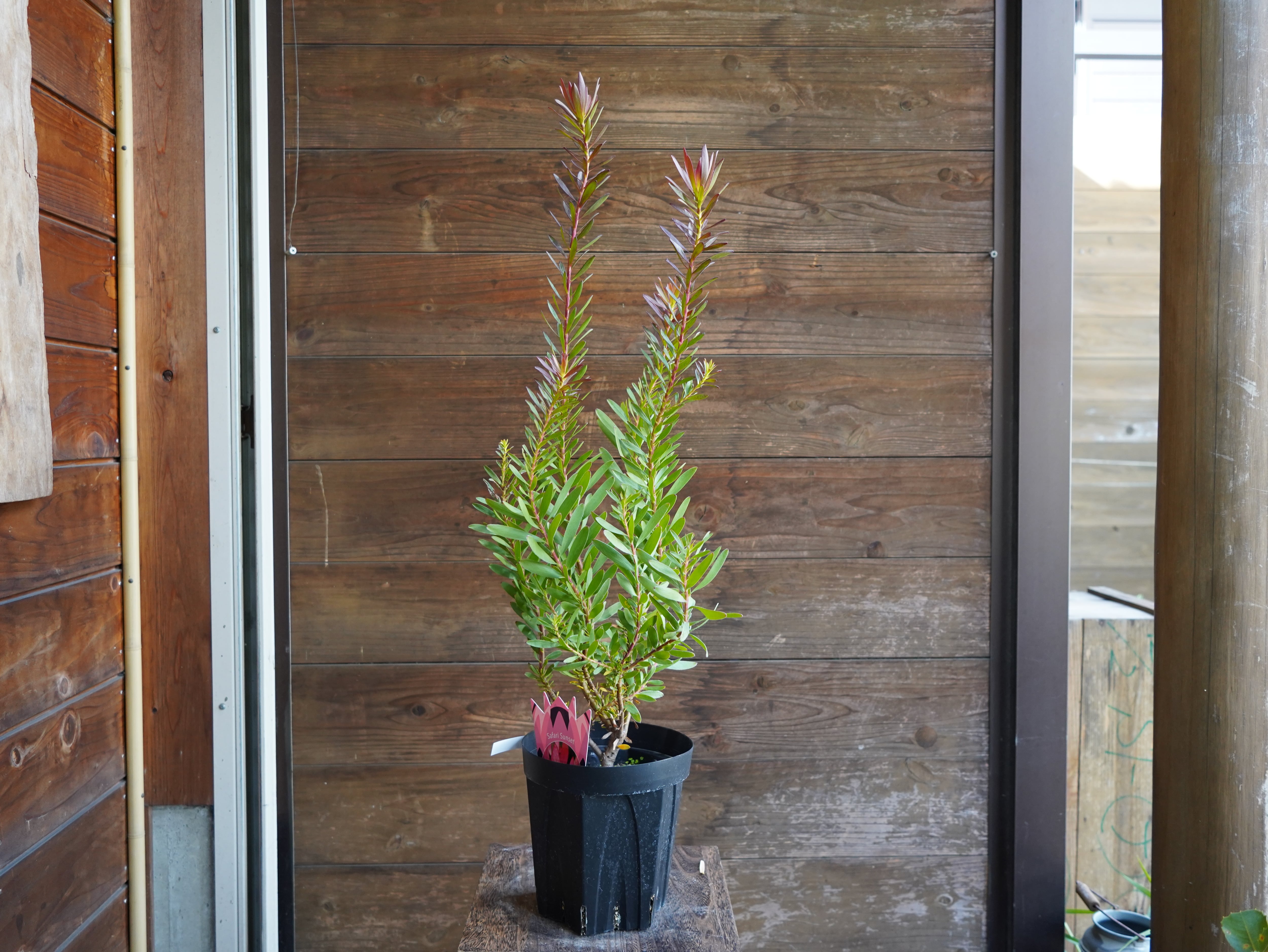 【現物】リューカデンドロン　”Safari Sunset”　６号