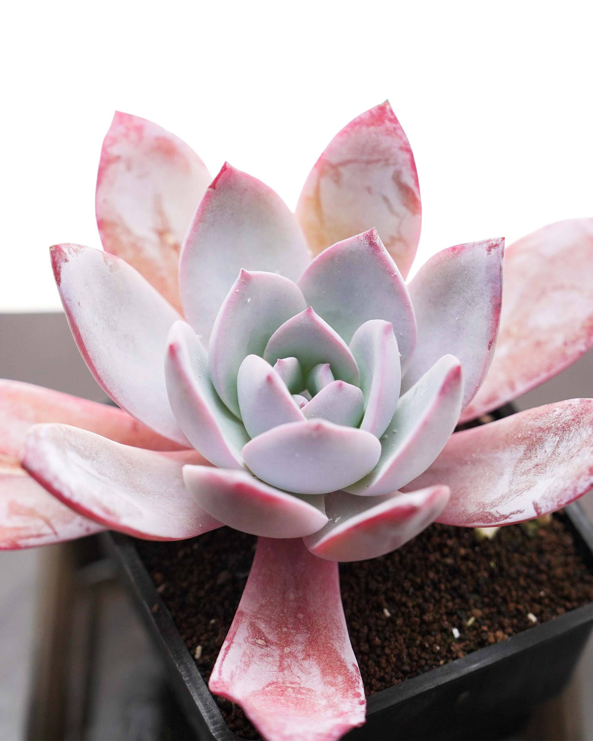 抜き苗 ホワイトロータス Echeveria 'White Lotus' | PUKUBOOK SUCCULENTS