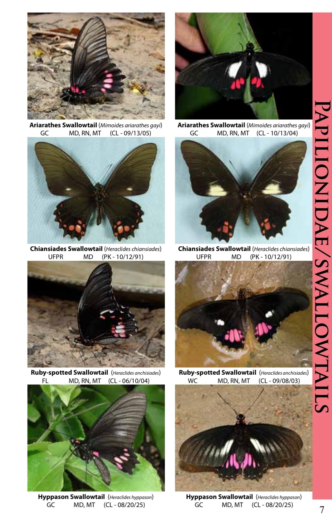 傑作】蝶図鑑 ブラジルの南アマゾン モルフォ蝶 チョウスカシジャノメ