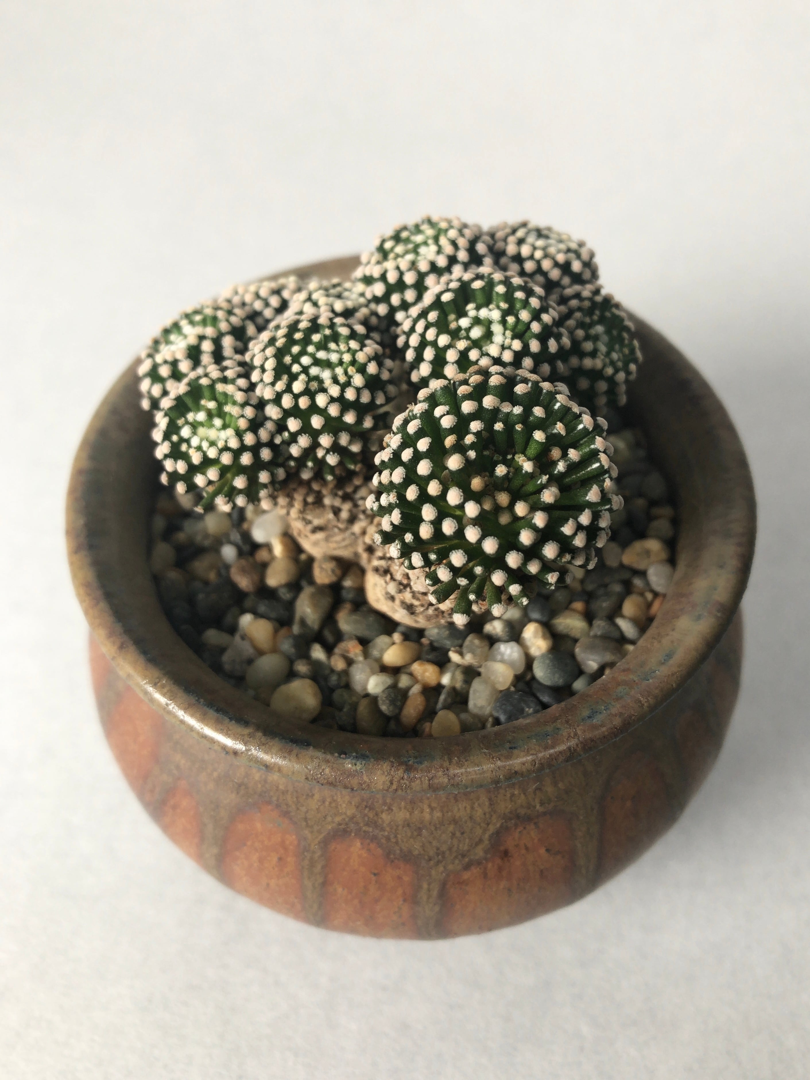 中川智治×trigger】ルエッティ | trigger