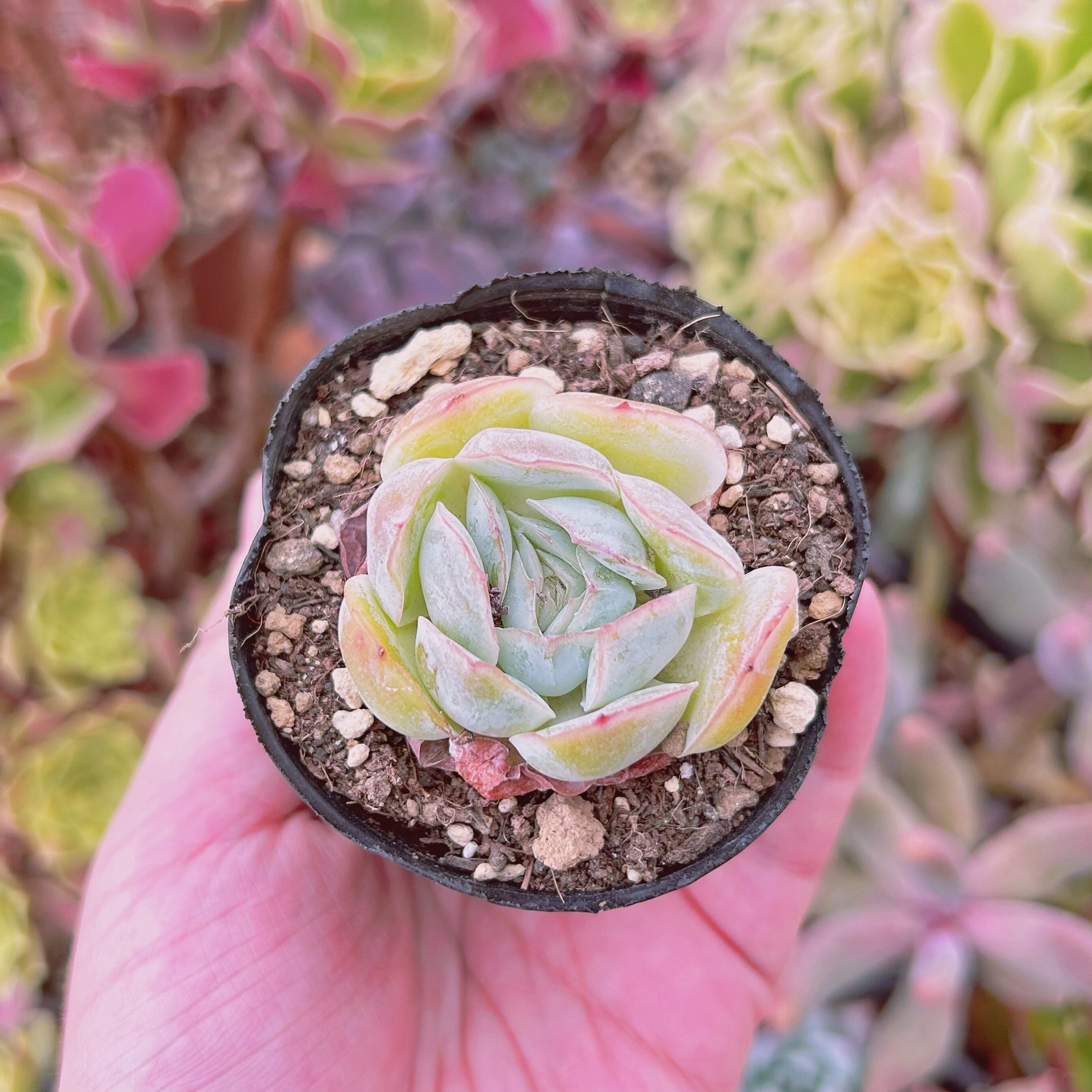 現物　多肉植物　バターエビ　抜き苗