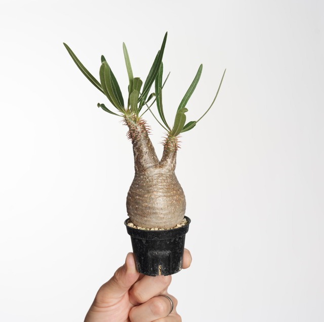 パキポディウム グラキリス no.1〈発根済み〉