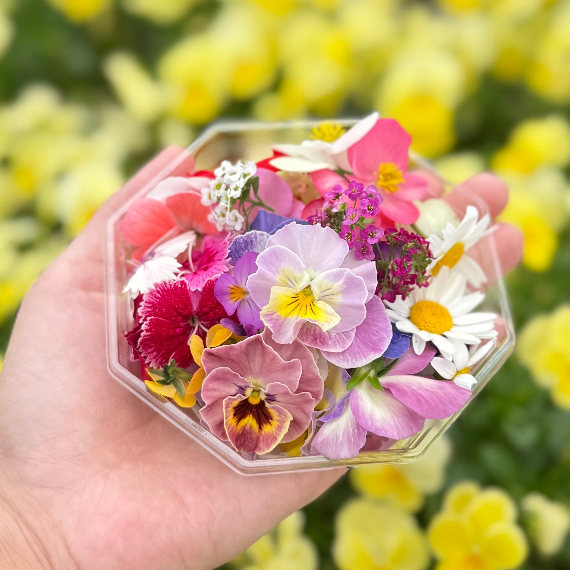 加藤花園