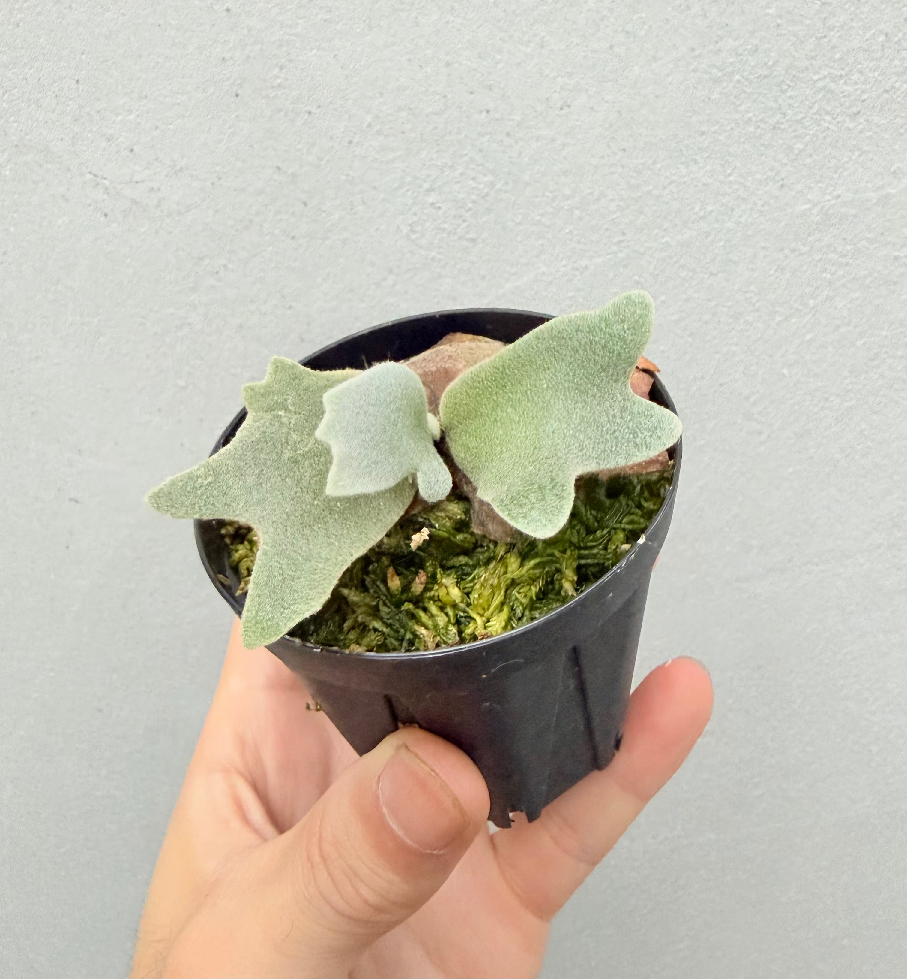 c) P. willinckii '金童' spore grown ① (Golden Boy) ビカクシダ