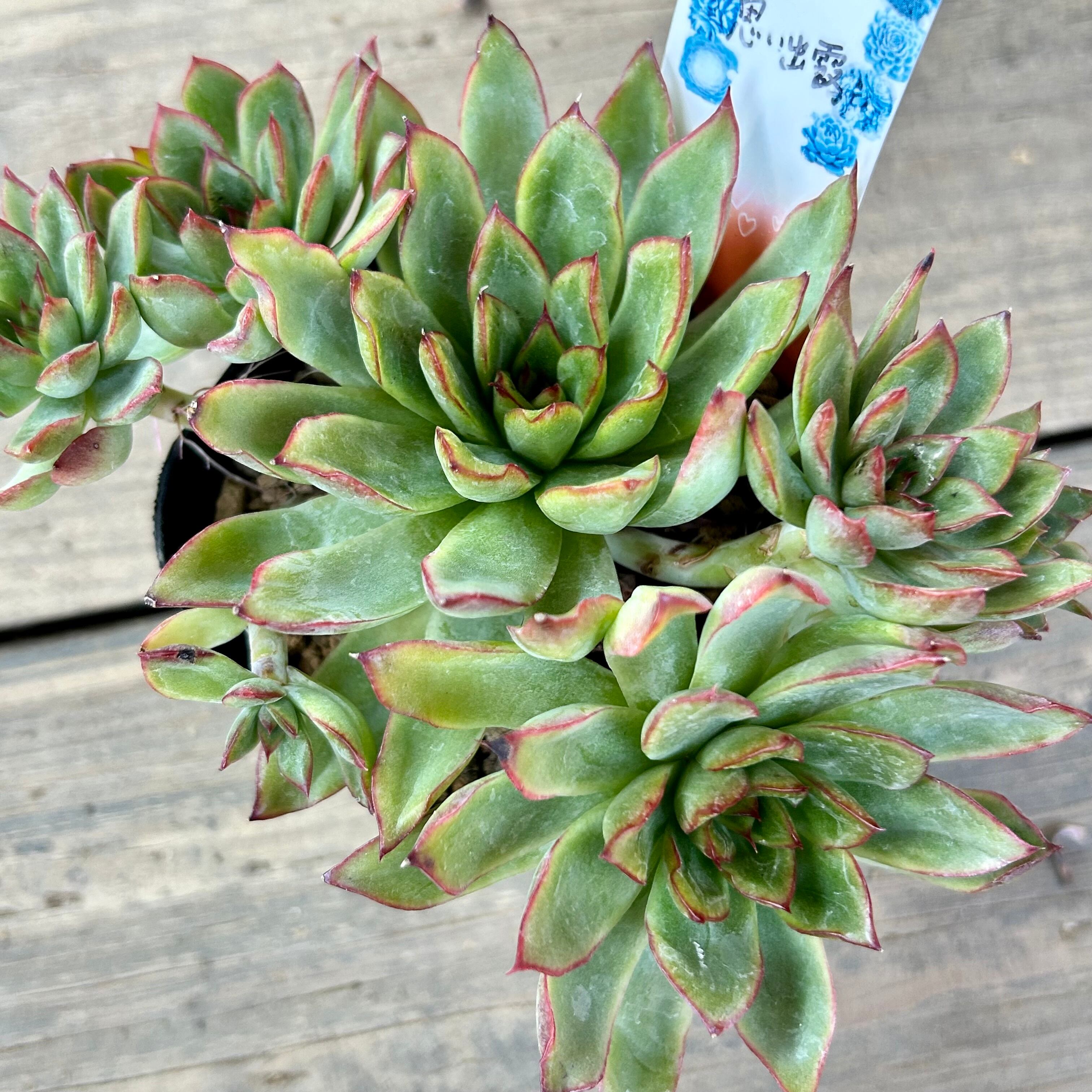 群生 | RuPo 多肉植物専門店