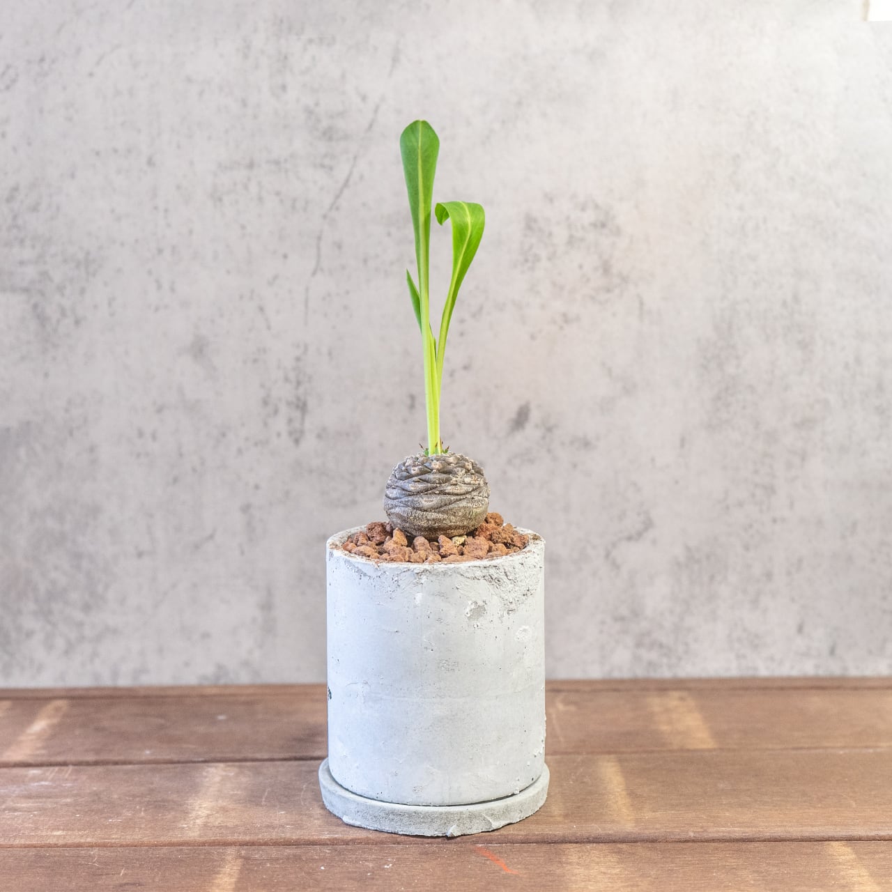 ユーフォルビア 鉄鋼丸 一株ごとの厳選仕入れ 塊根植物 幾何学的な鱗模様が美しい塊根部と新緑のコントラスト 観葉植物 ギフト おすすめ|虫発生抑制