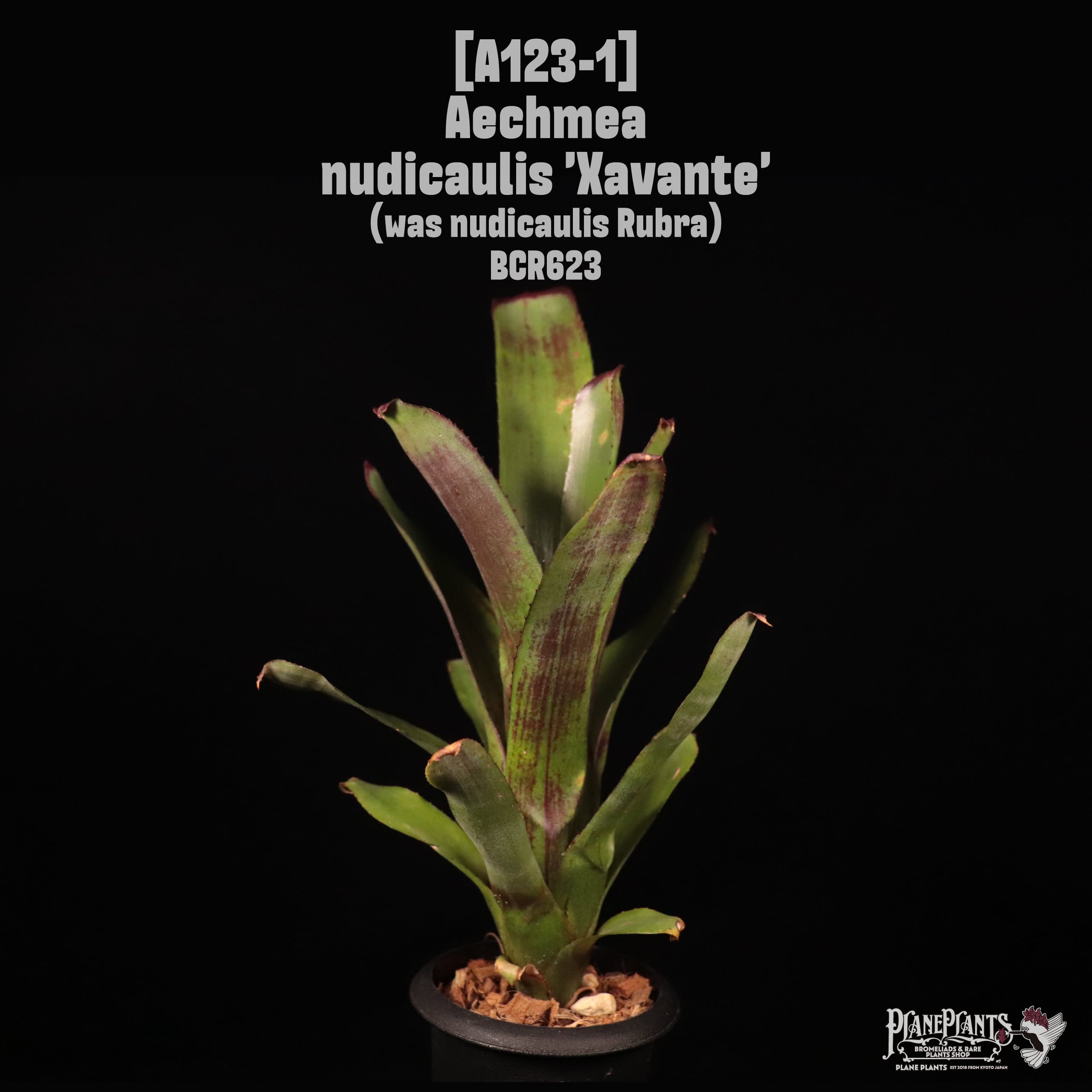 Aechmea | plane plants