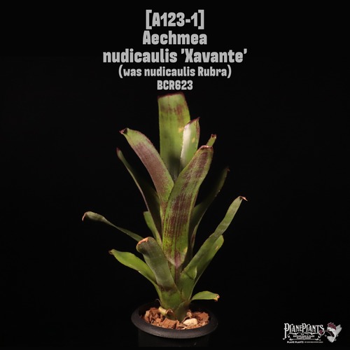Aechmea nudicaulis 'Xavante'〔エクメア〕A123-1