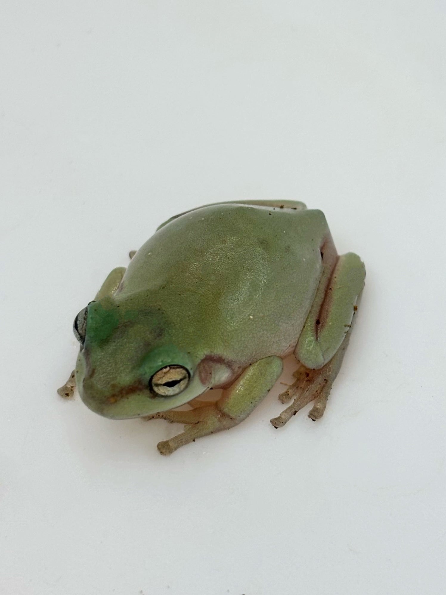 イエアメガエルBaby約3〜4cm 490e544cad9f2faed528d7e07f8d30
