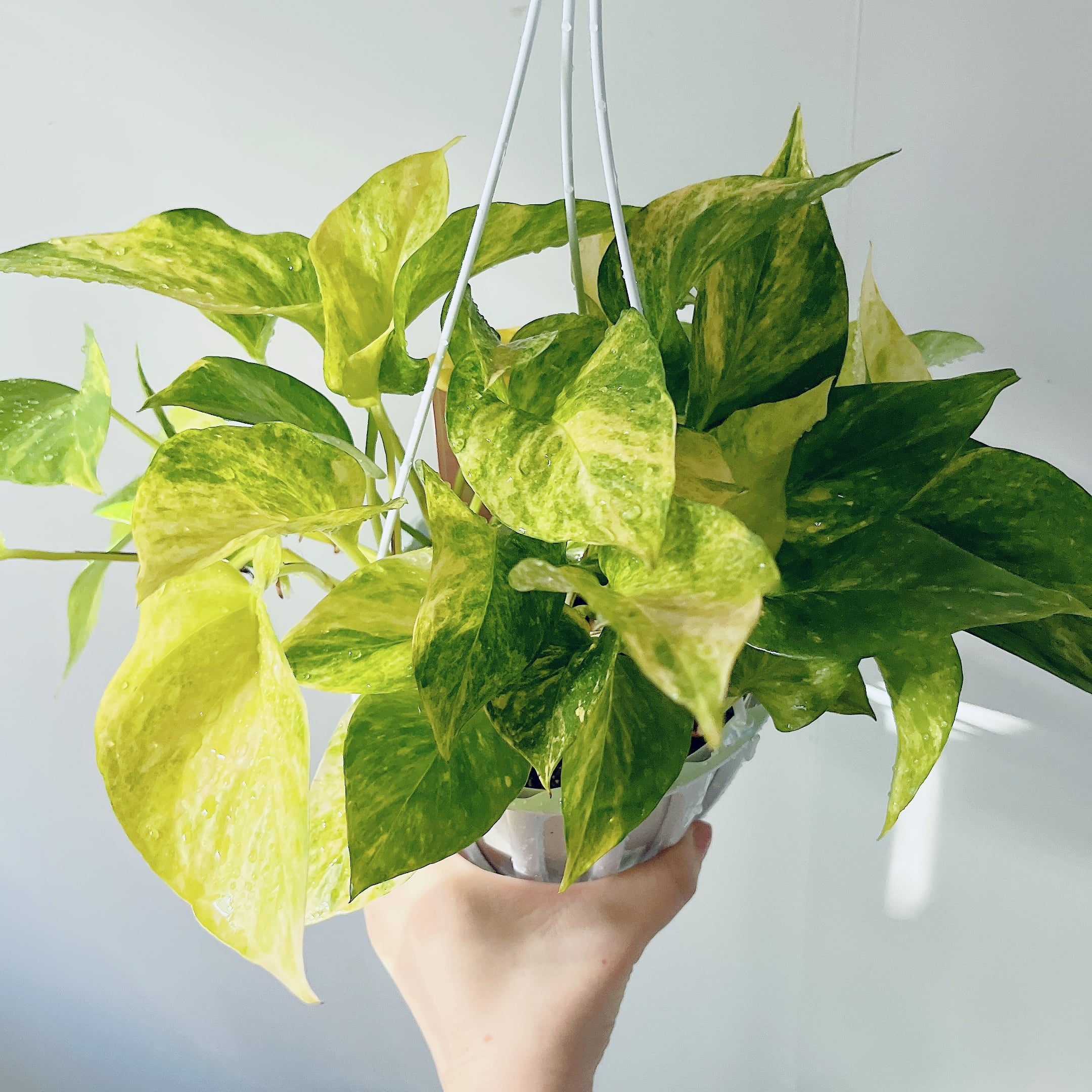 Renanthera Ronin Red 洋ラン 観葉植物 calm cafe | calm cafe☕️
